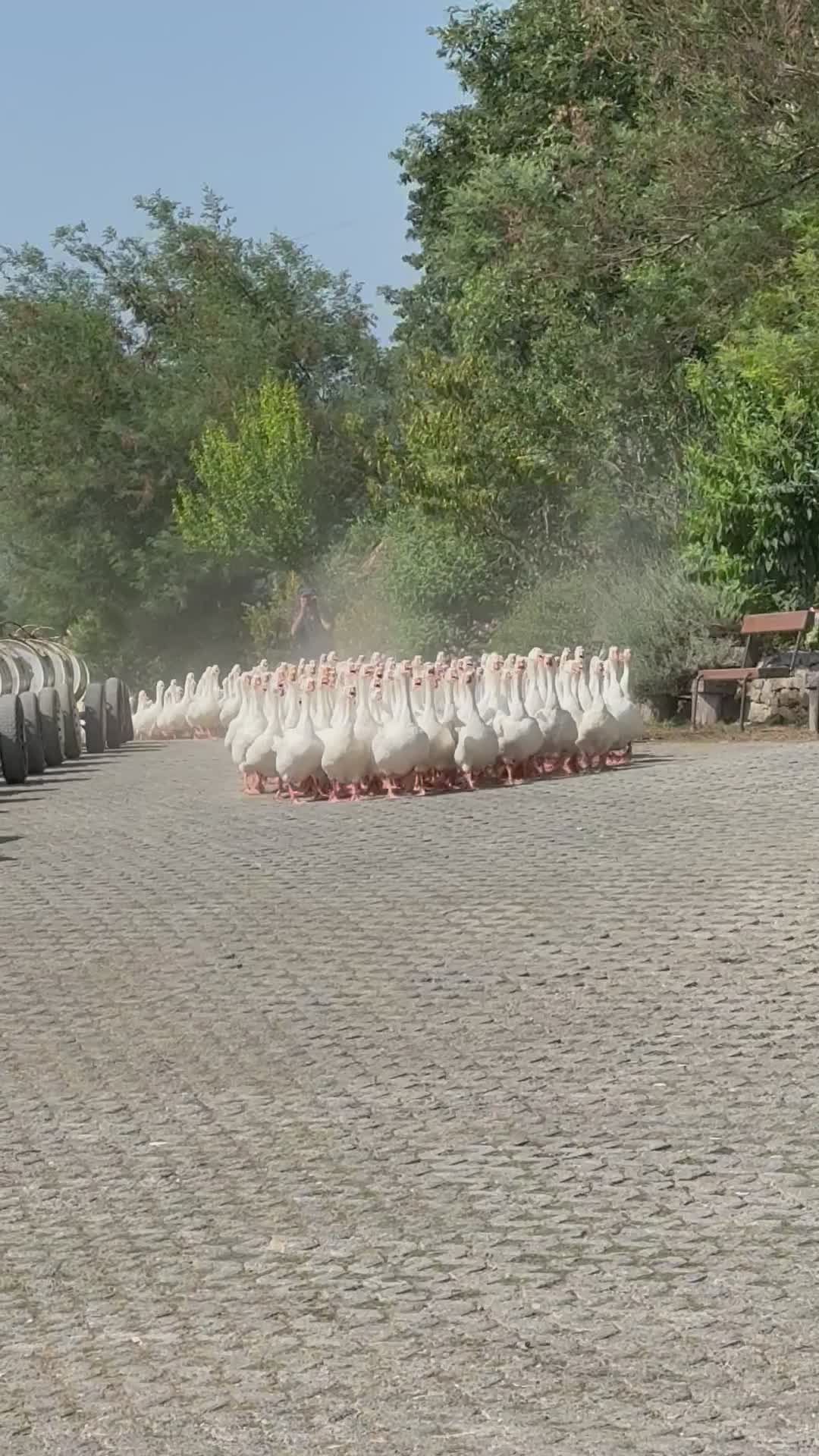 Flock of Geese Marching Down a Cobblestone Pathway Free Stock Video ...