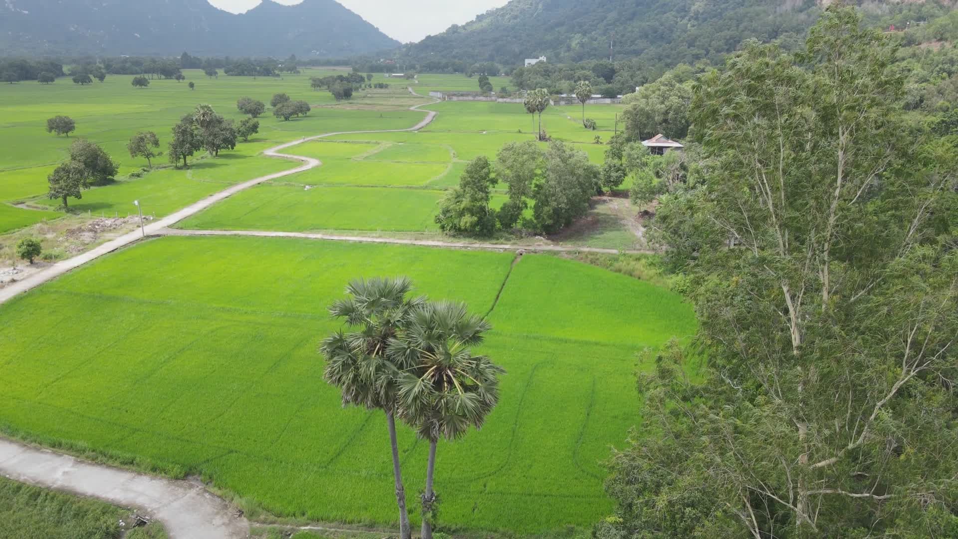 Aerial View of Lush Green Rice Fields Landscape Free Stock Video ...