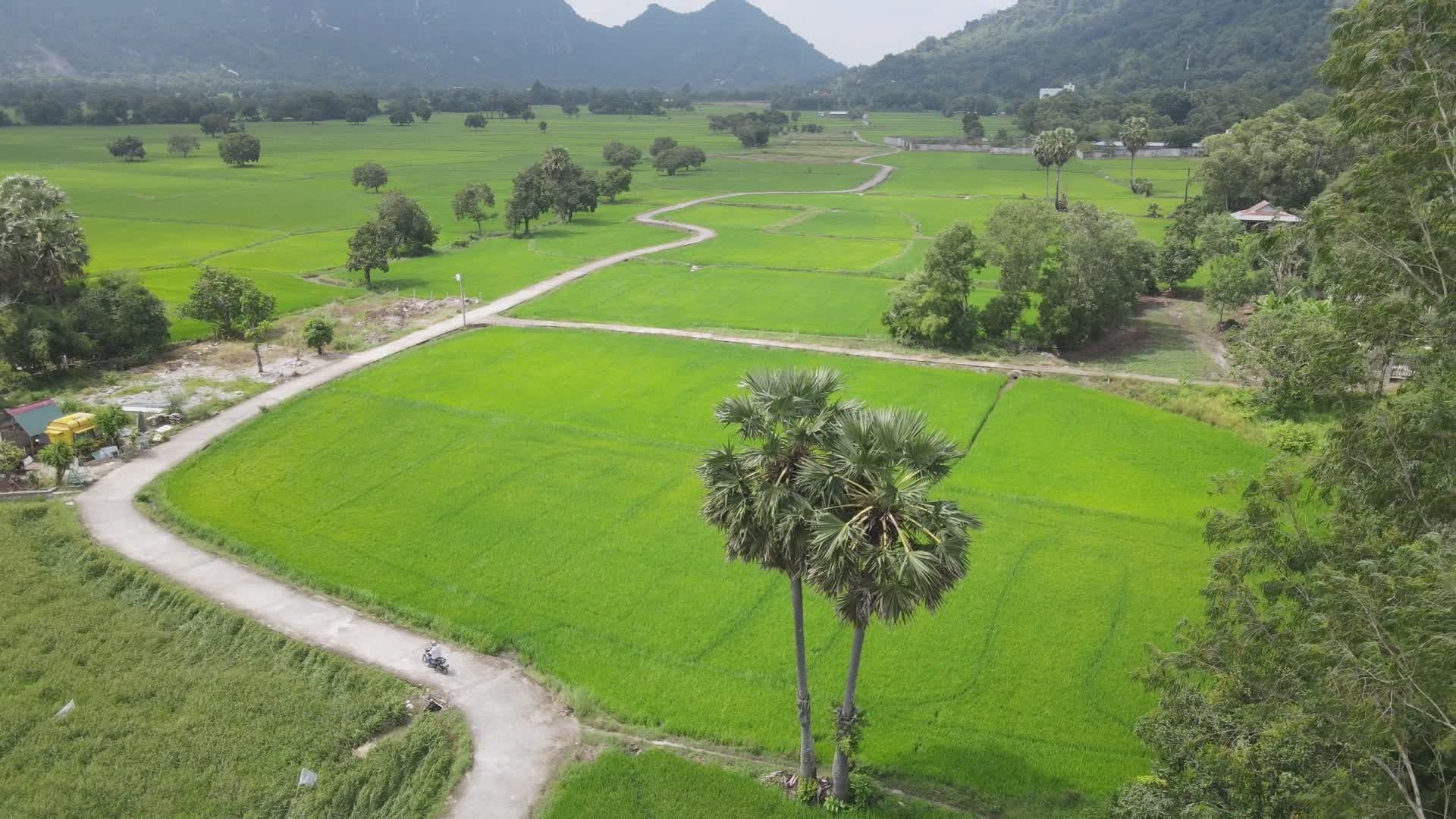 Stunning Aerial View of Lush Green Rice Fields Free Stock Video Footage ...