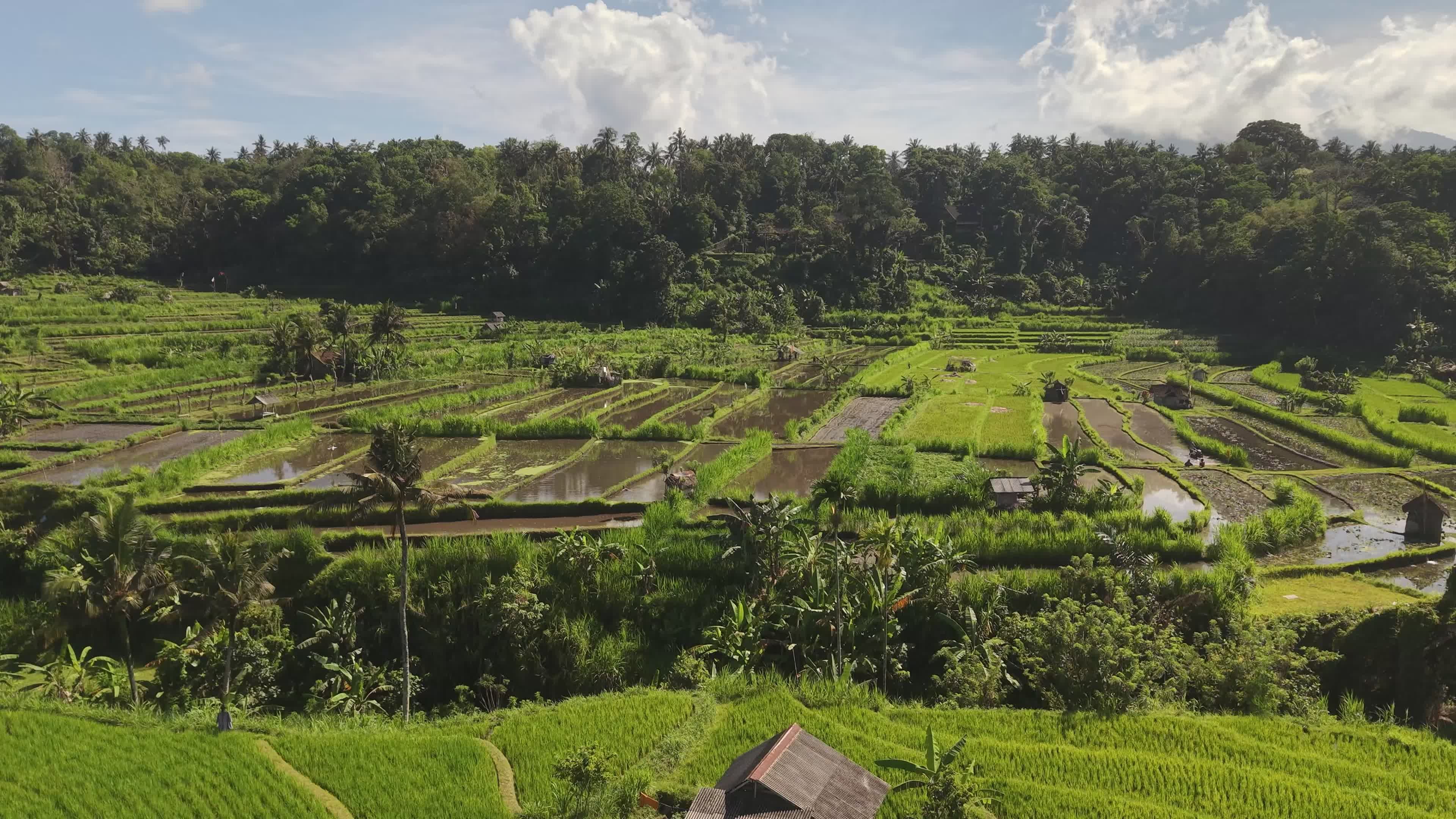 Lush Green Rice Terraces in Tropical Setting Free Stock Video Footage ...