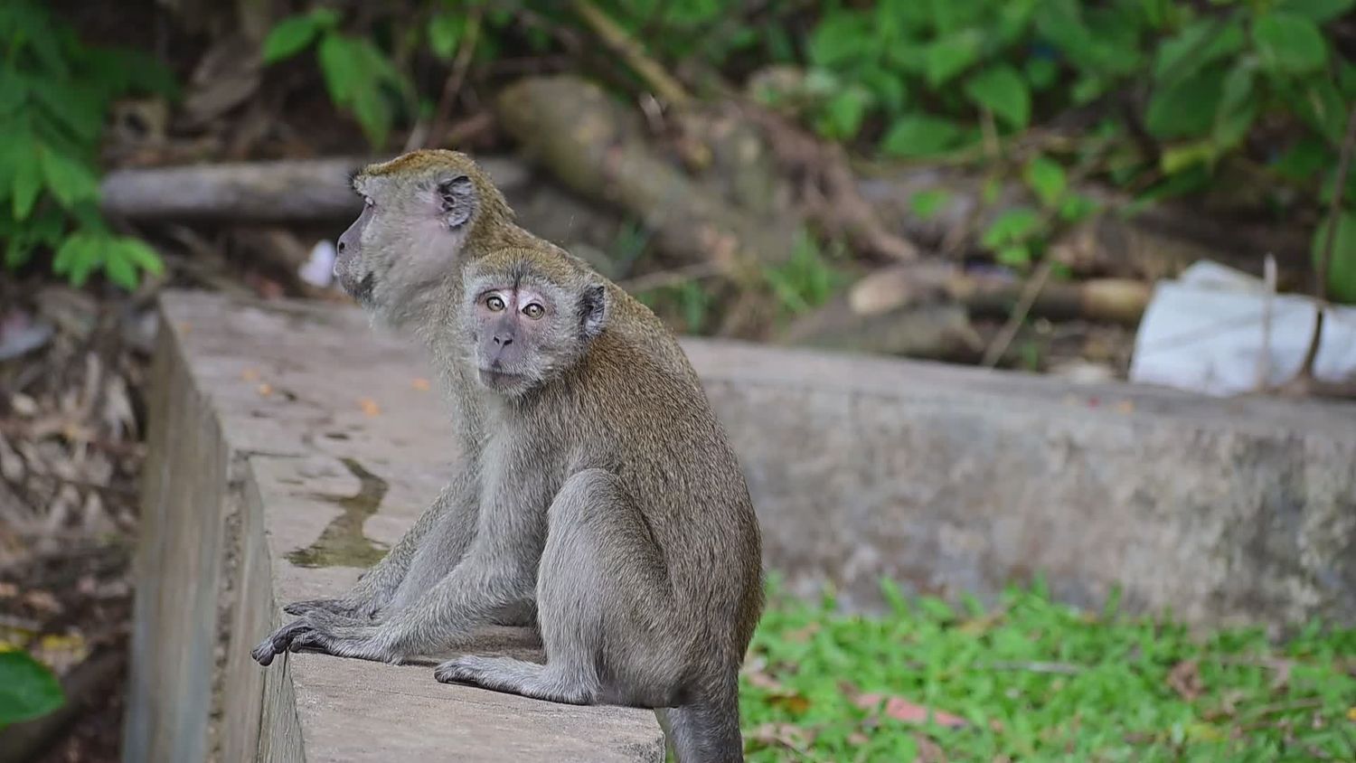 Monkey Mating Videos, Download The BEST Free 4k Stock Video Footage ...