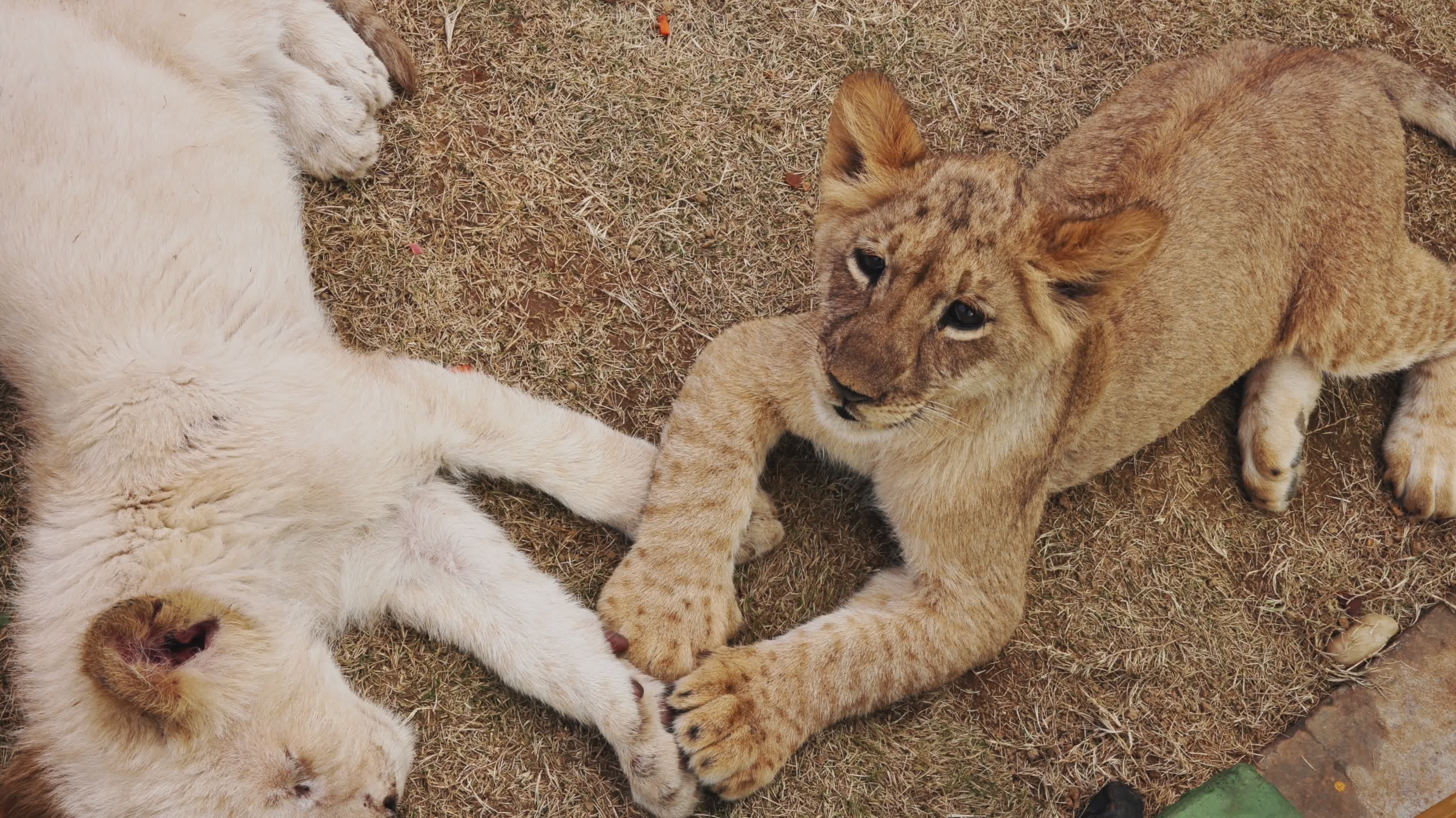 有关4k, lion, lion cub, nature, panthera leo, relaxing, wildlife, zoo ...
