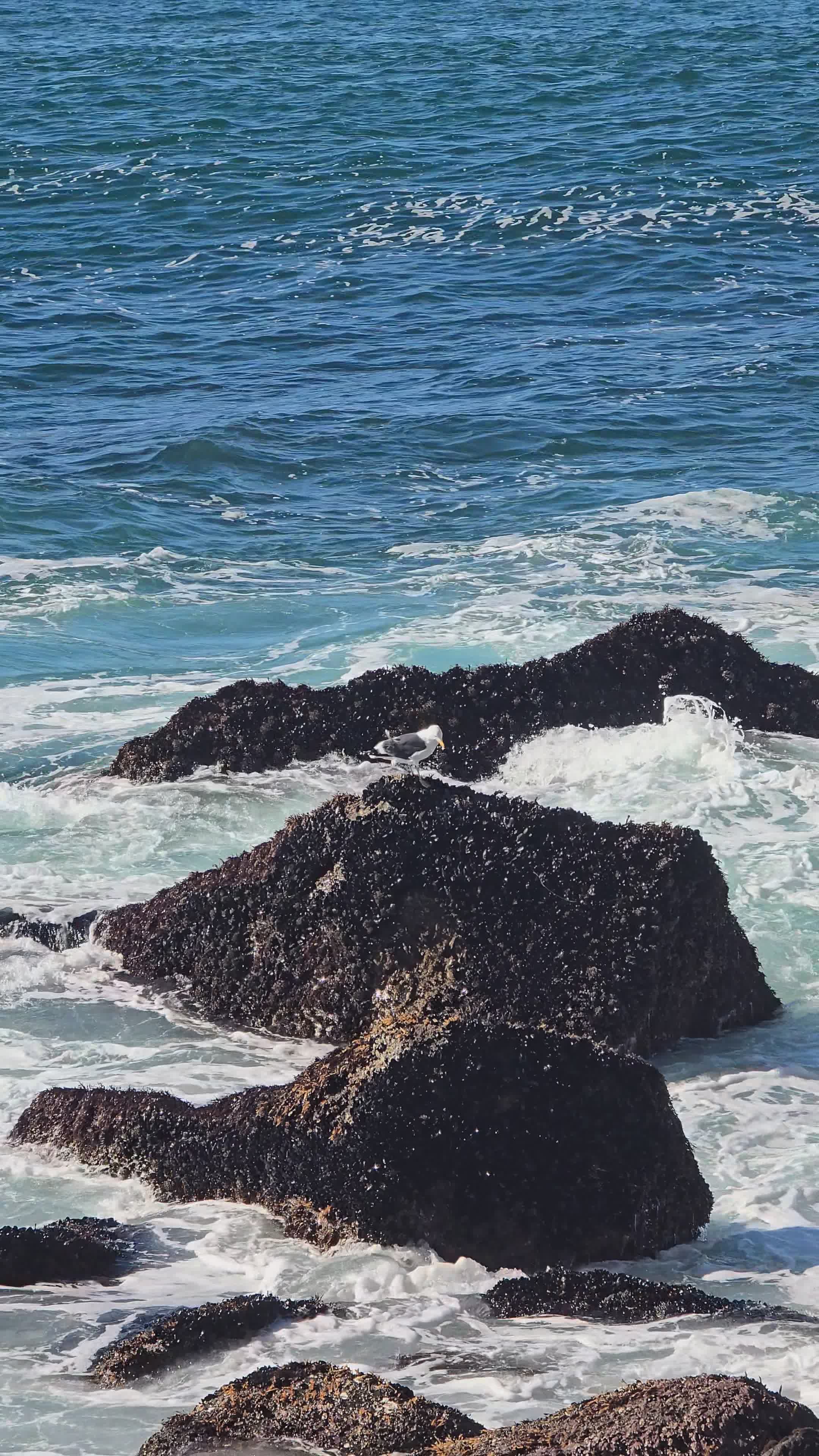 Pexels Video 35687401