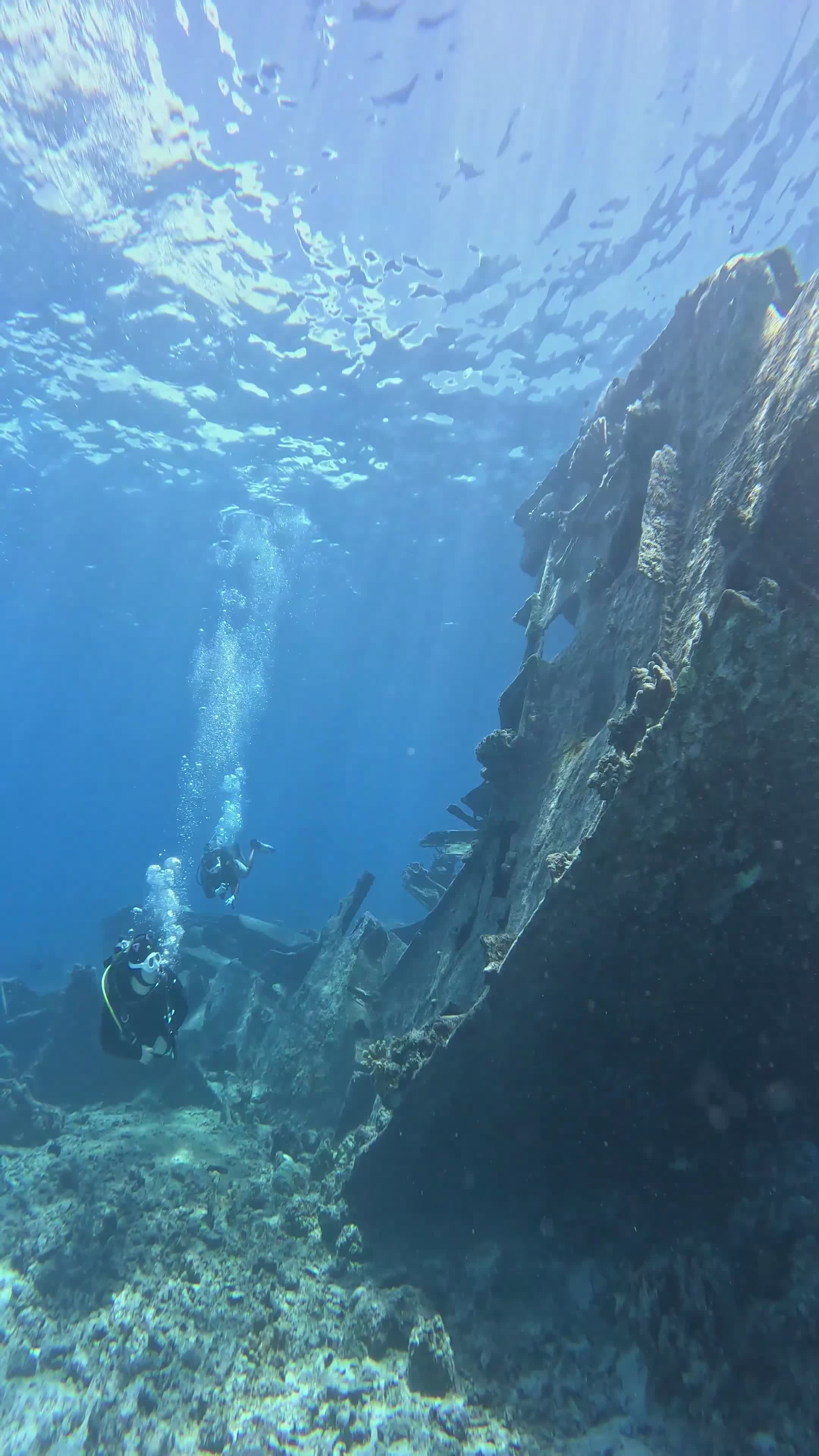 Scuba Diver Exploring Vibrant Coral Reef Underwater Free Stock Video ...