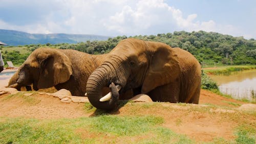 A Man Feeding The Elephants