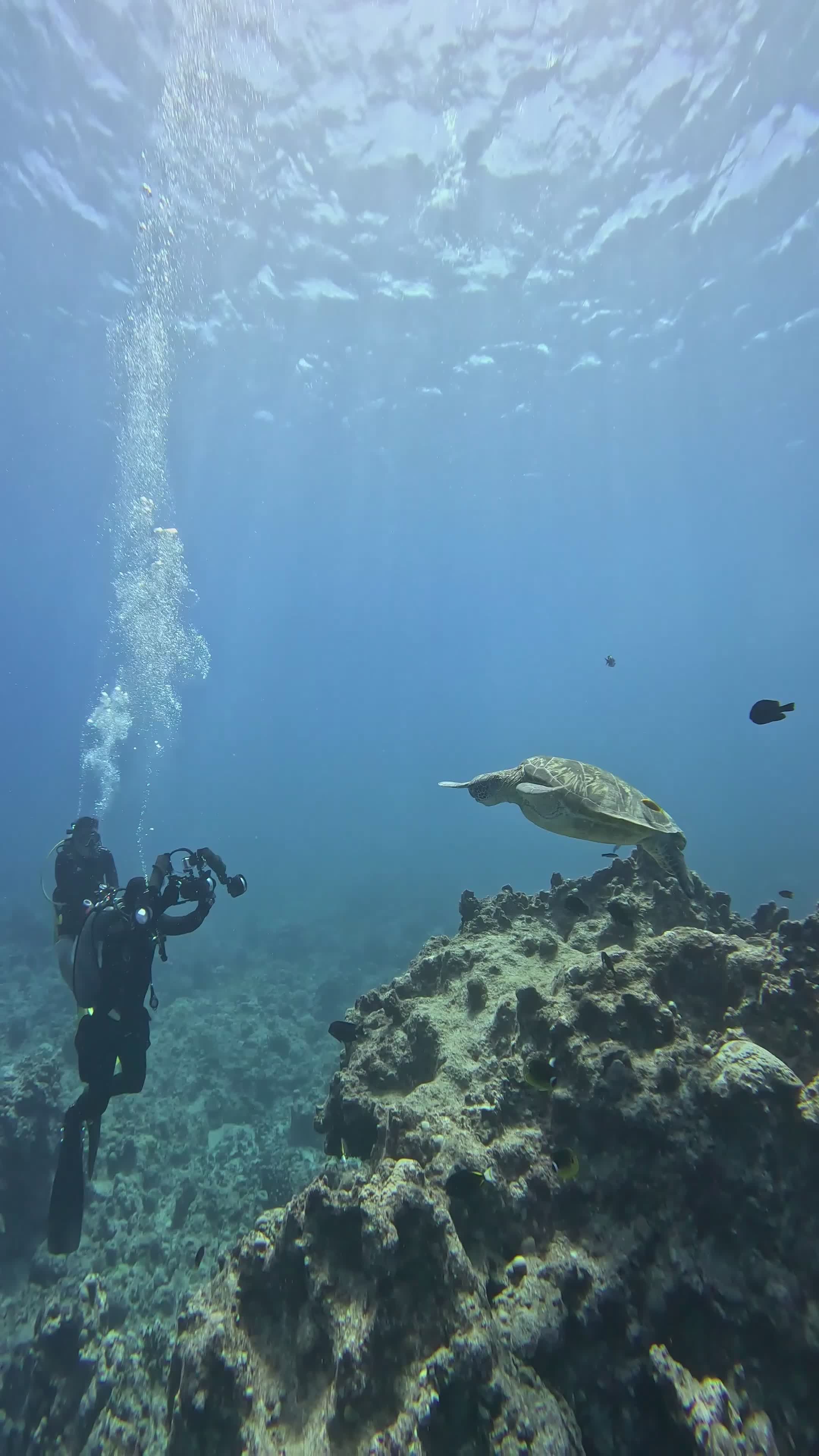 Scuba Diver Exploring Vibrant Coral Reef Free Stock Video Footage ...