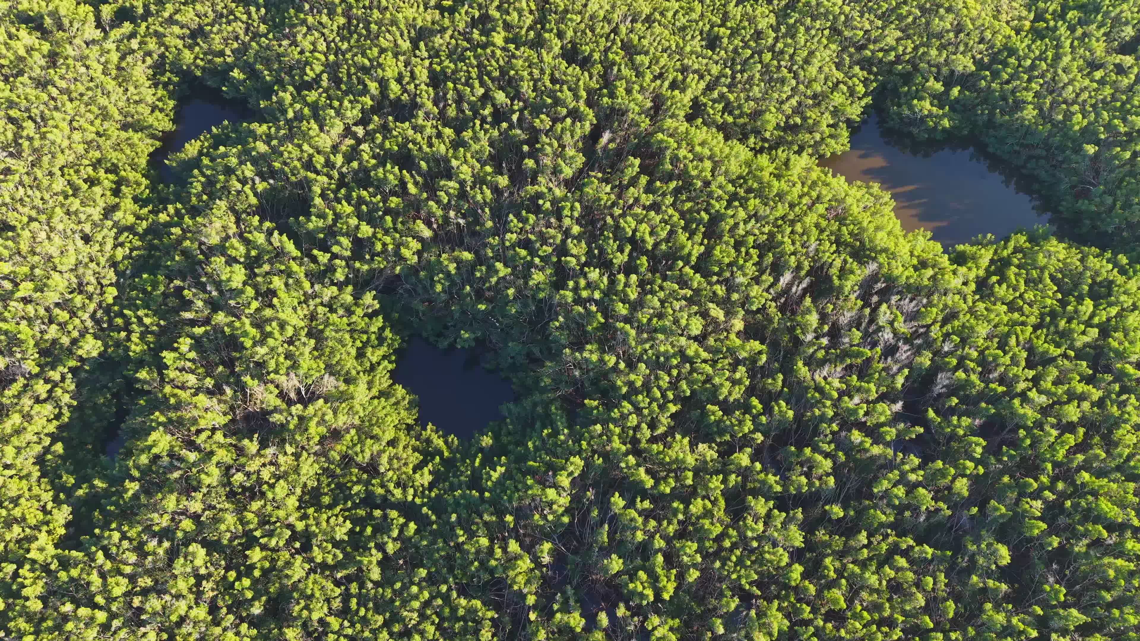 Aerial View of Lush Green Forest Canopy Free Stock Video Footage ...