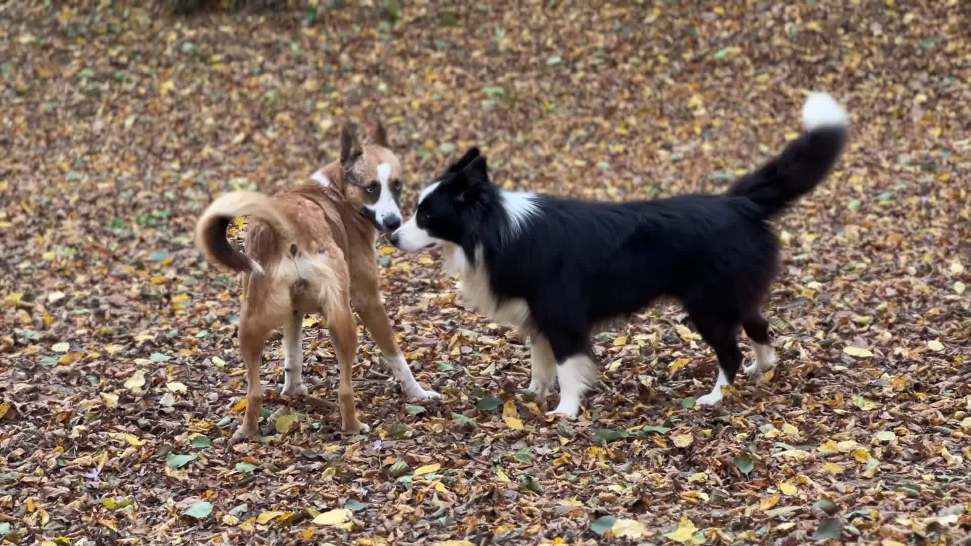 Playful Dogs on Autumn Leaves Free Stock Video Footage, Royalty-Free 4K ...