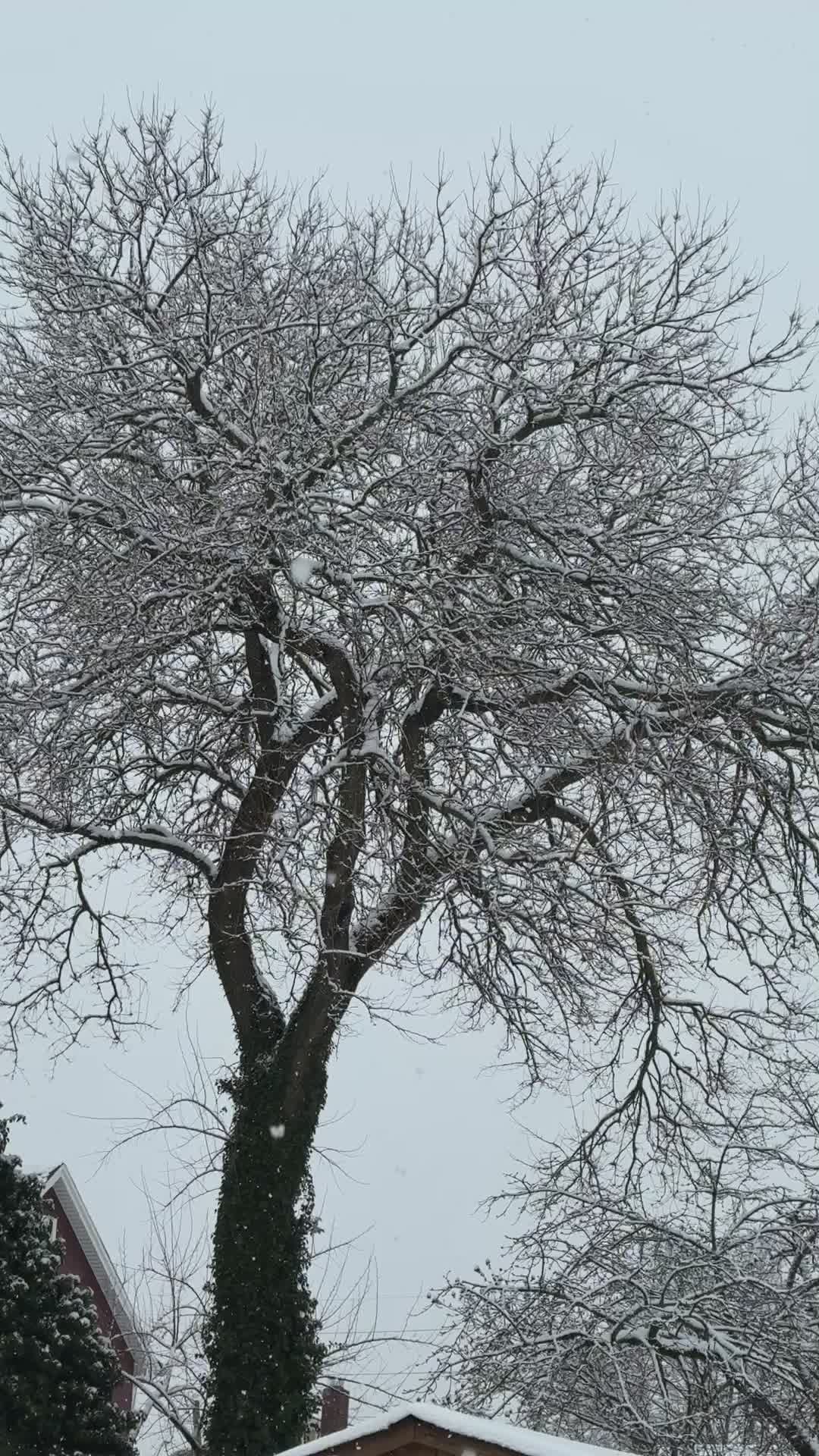snow covered trees in serene winter landscape 35728486 — free pexels stock footage