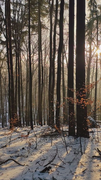 Winter Forest Sunrise with Snow-Covered Trees Free Stock Video Footage ...