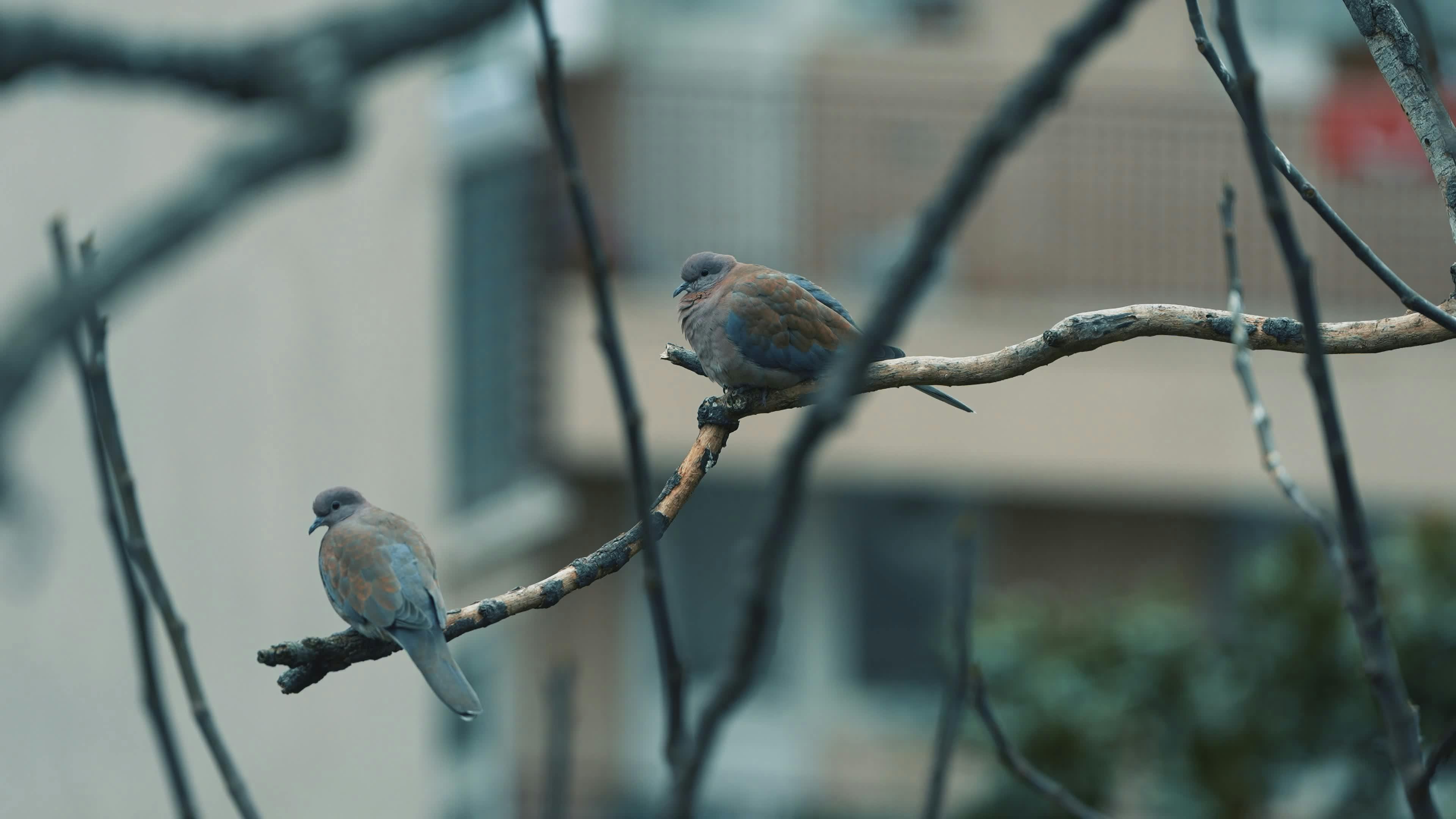 Video by Özgür Sürmeli