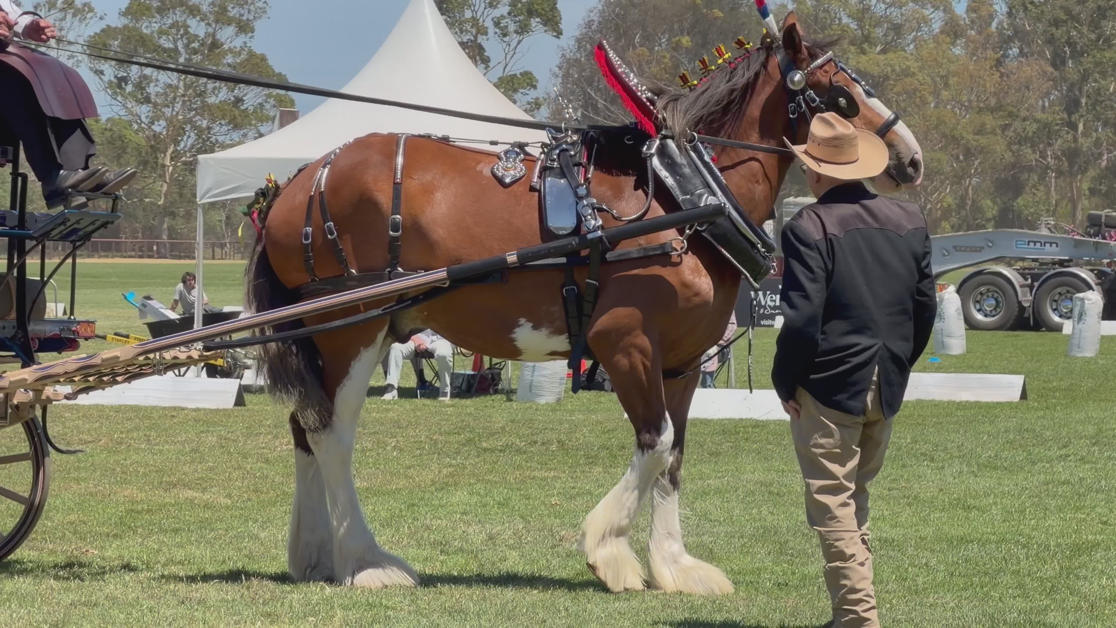 Horse and Carriage Riding in Sunny Park Free Stock Video Footage ...
