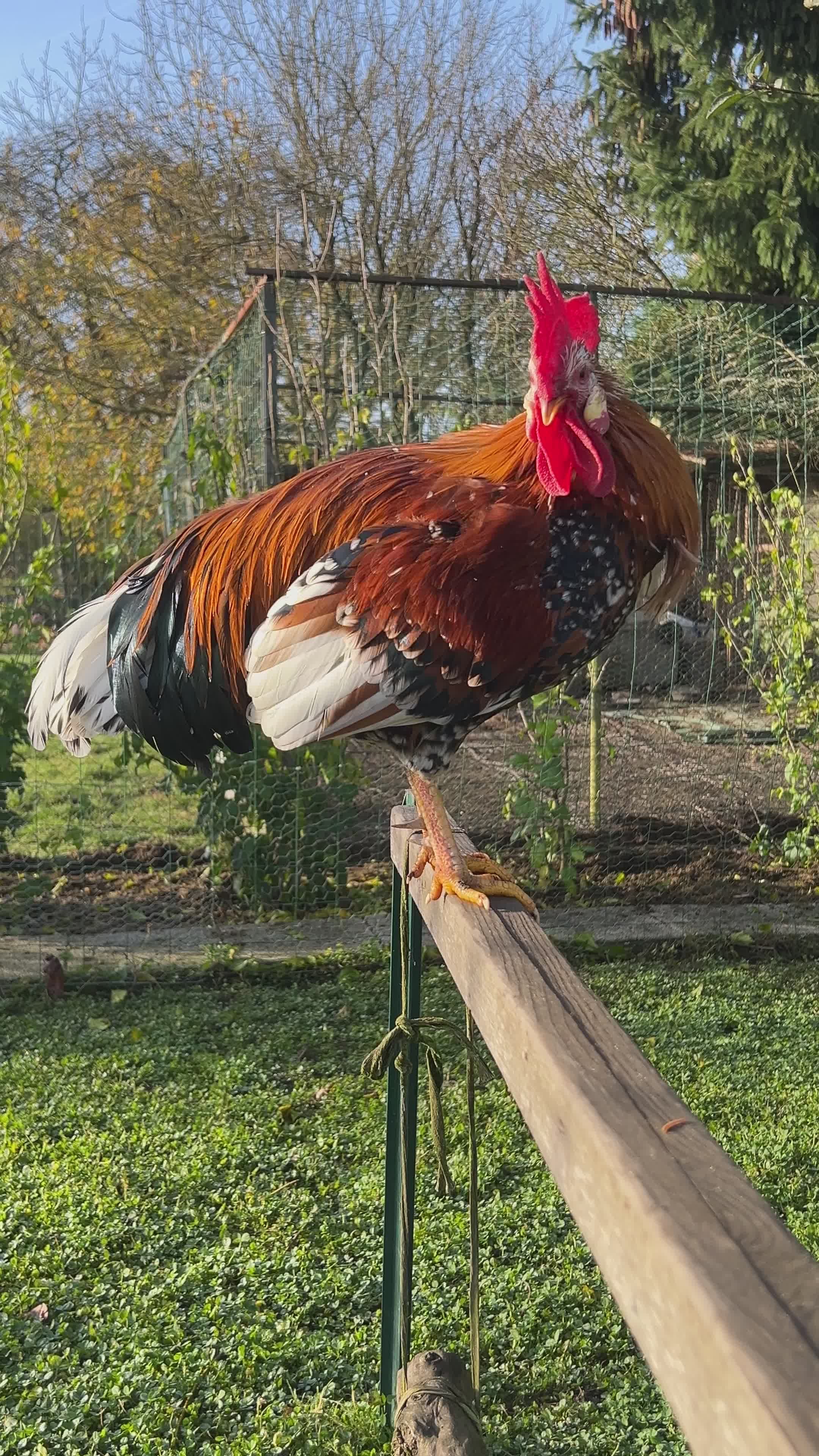 Gallo Vibrante Posado En Una Valla Rural · Vídeo de stock gratuito