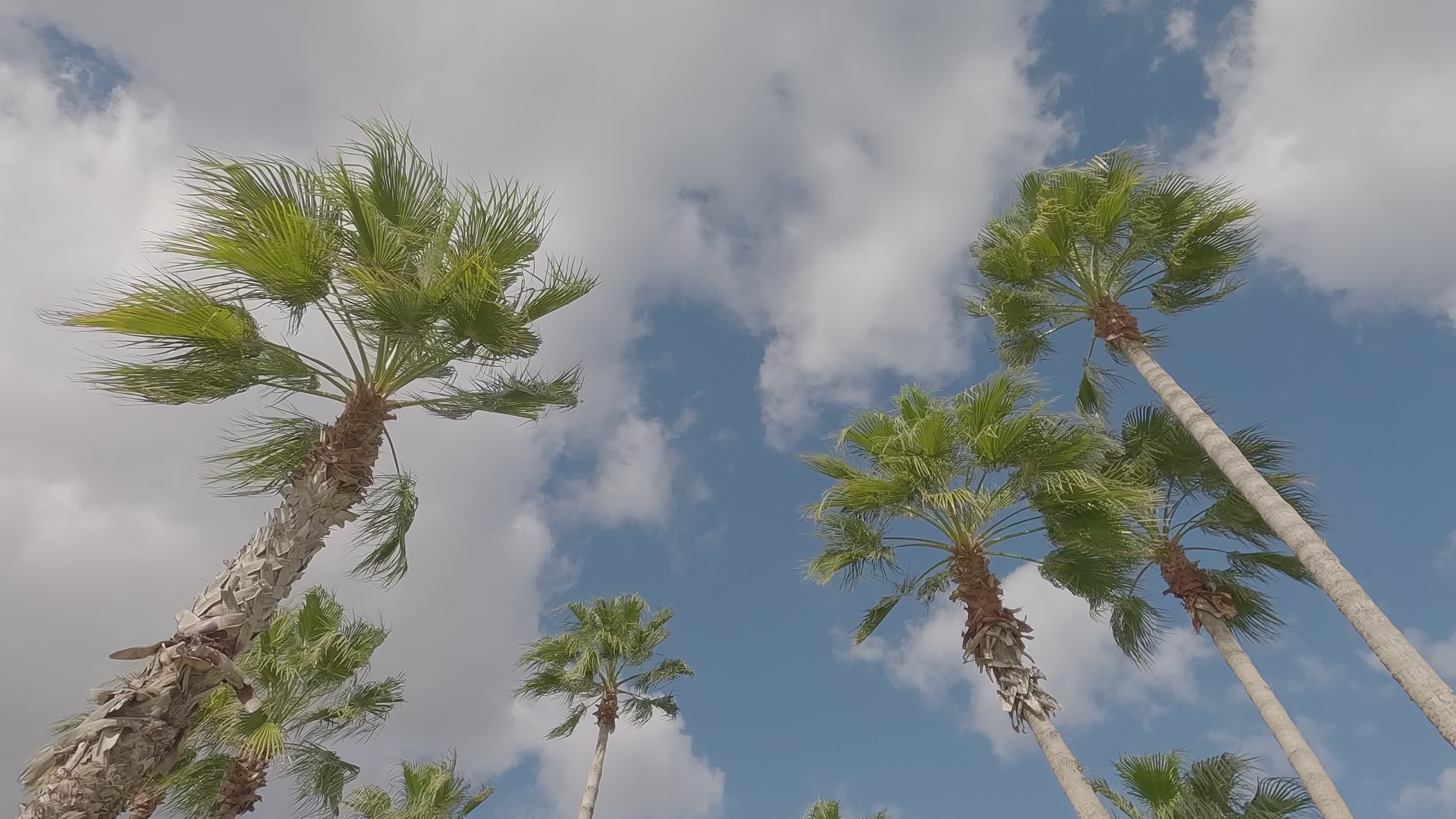 Serene View of Tropical Palm Trees and Sky Free Stock Video Footage ...