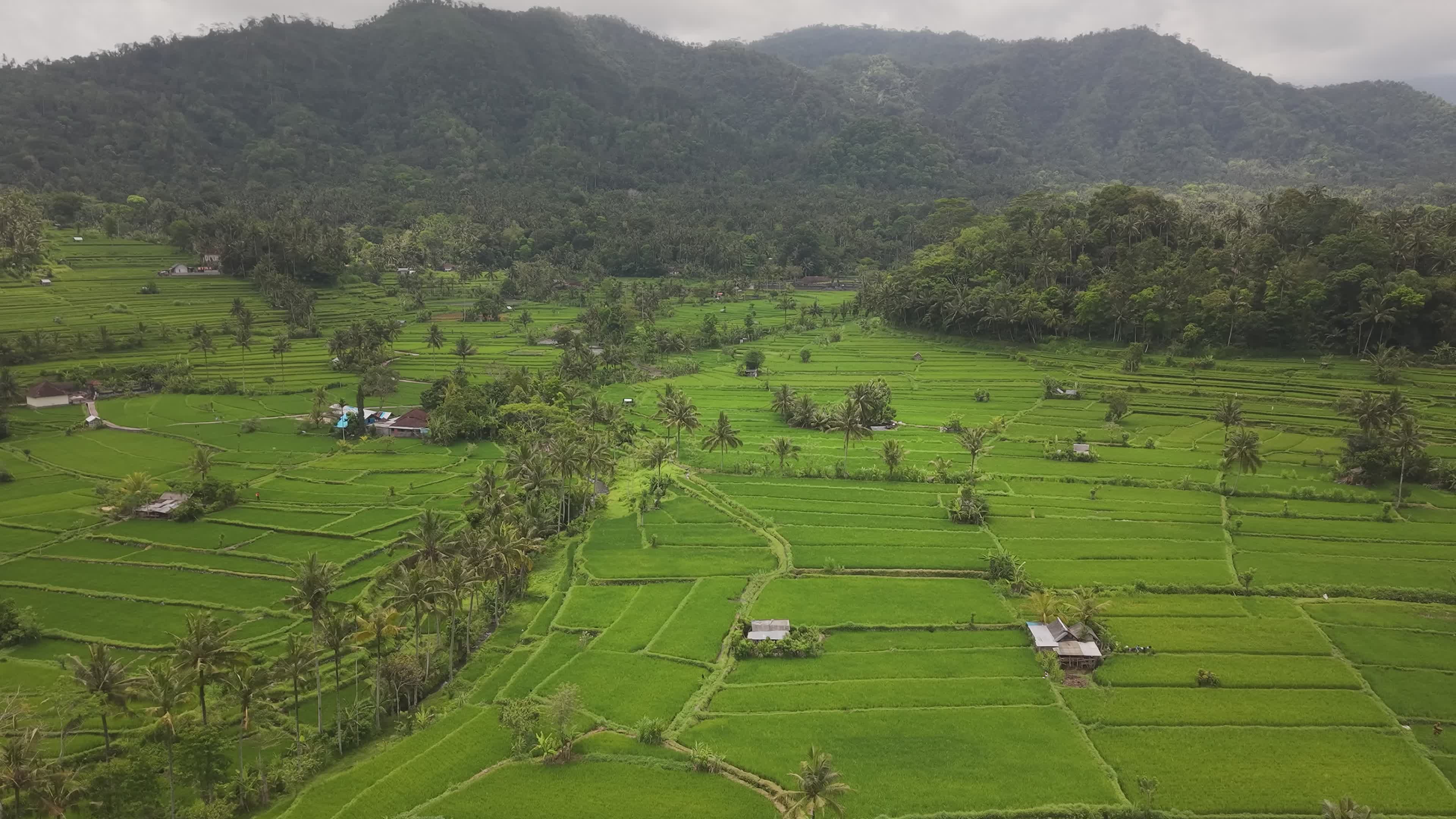 Aerial View of Lush Green Rice Terraces Free Stock Video Footage ...