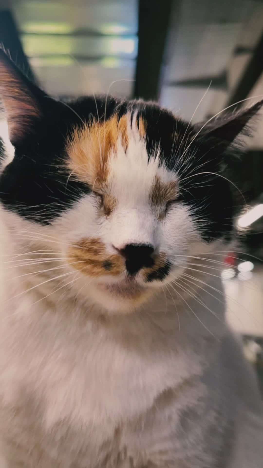 your daily dose of cute 🐾
🎥 mohcen cherifi · Pexels
#pets #dogs #cats #cute #animals
