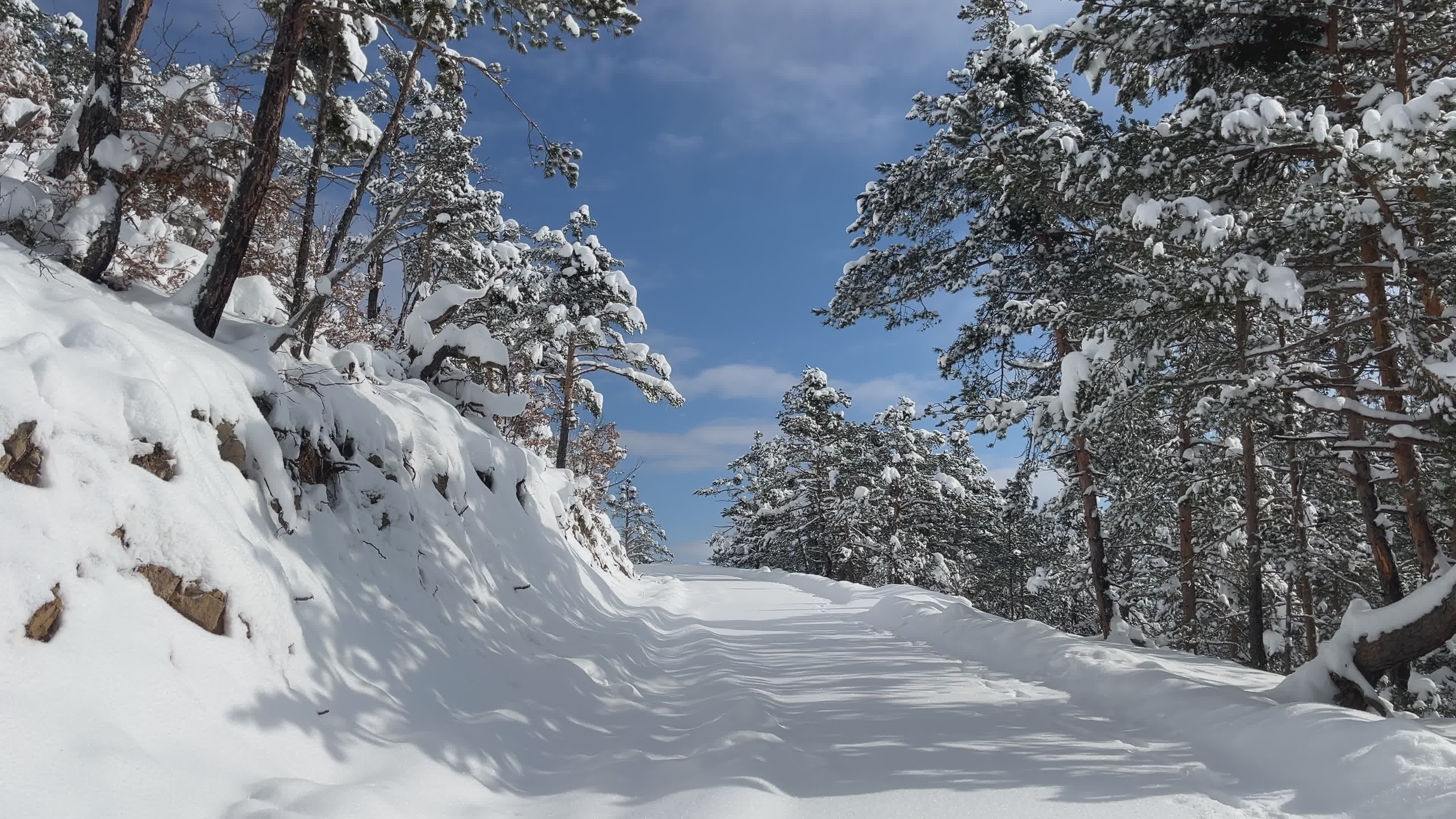 Serene Snowy Forest Pathway in Winter Free Stock Video Footage, Royalty ...