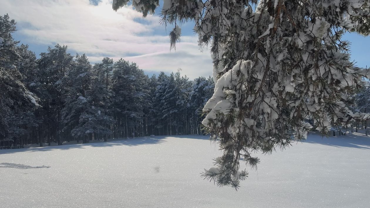 Serene Snowy Forest Landscape in Winter Free Stock Video Footage ...