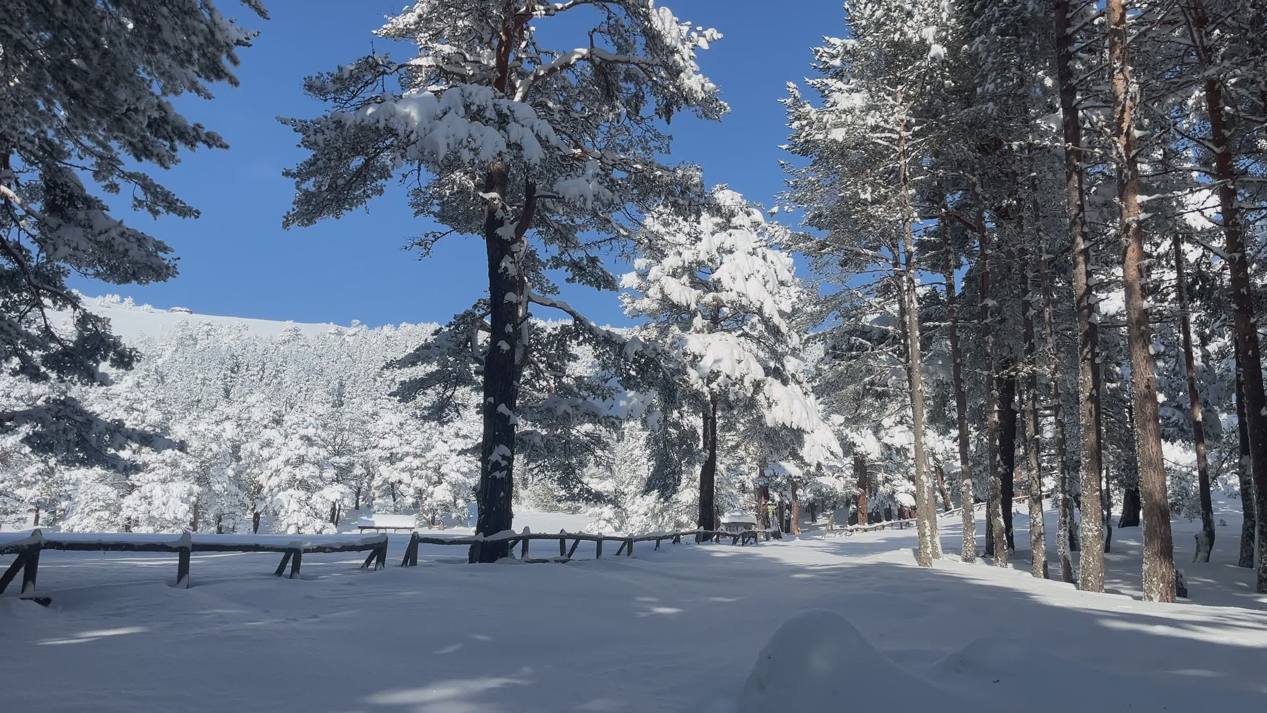 Winter Wonderland in Snowy Forest Path Free Stock Video Footage ...