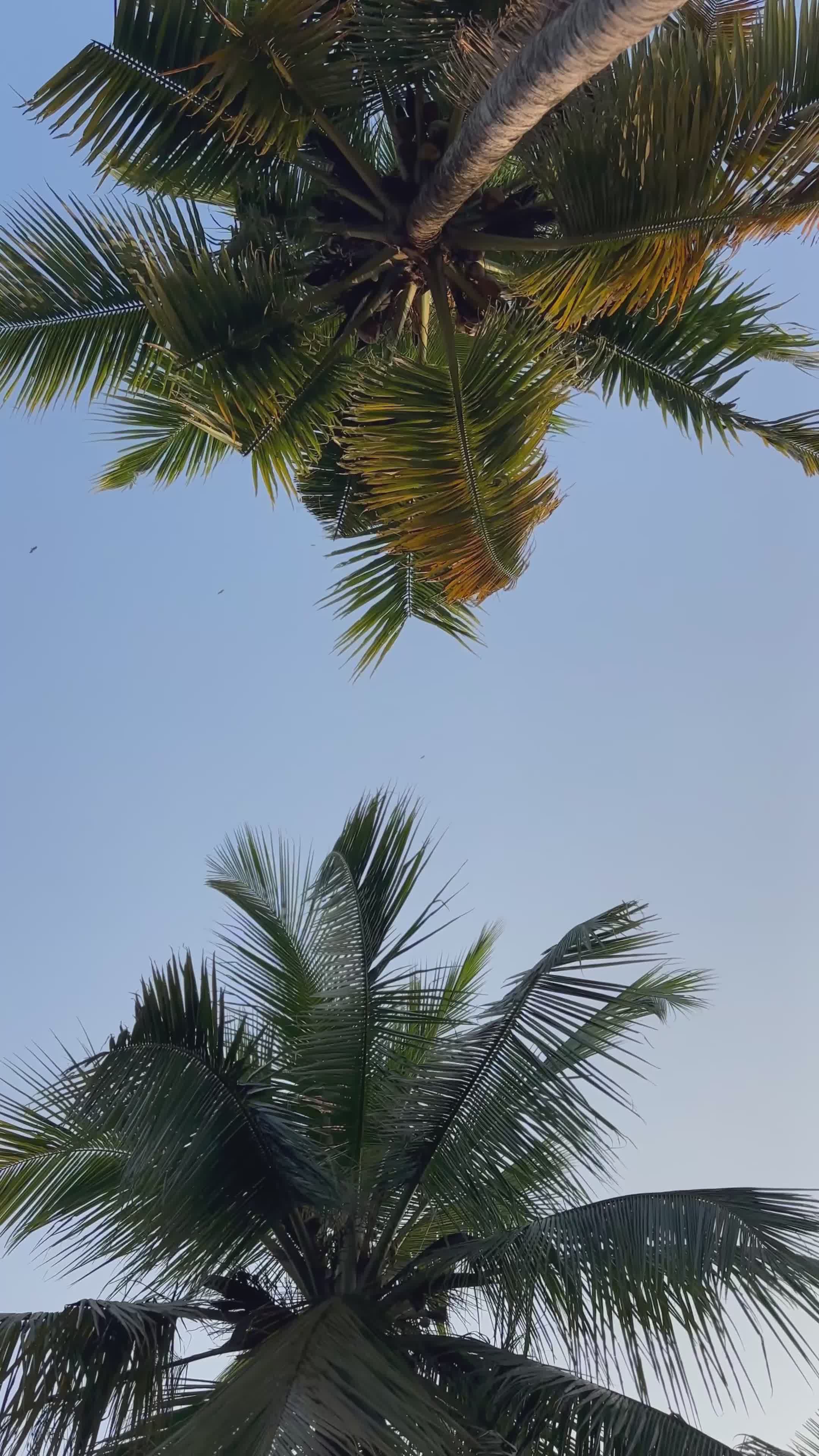 Video by Dhyey Patel