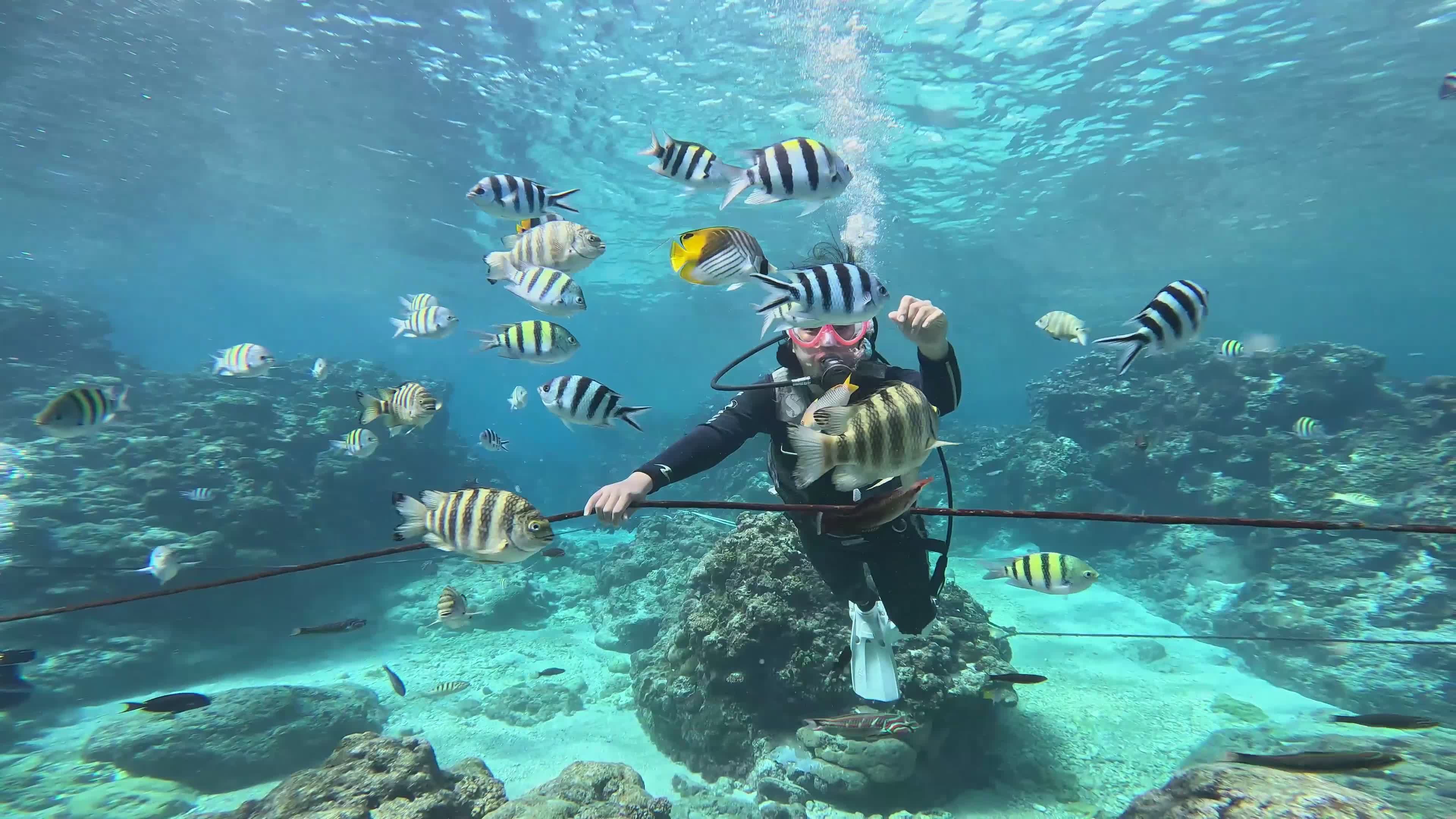Explore Vibrant Underwater World with Scuba Diver Free Stock Video ...