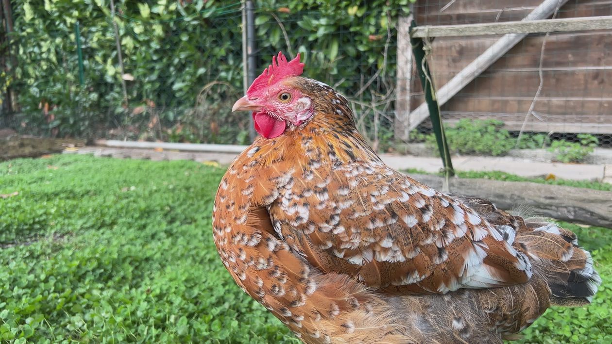 Colorful Hen in a Countryside Chicken Coop Free Stock Video Footage ...