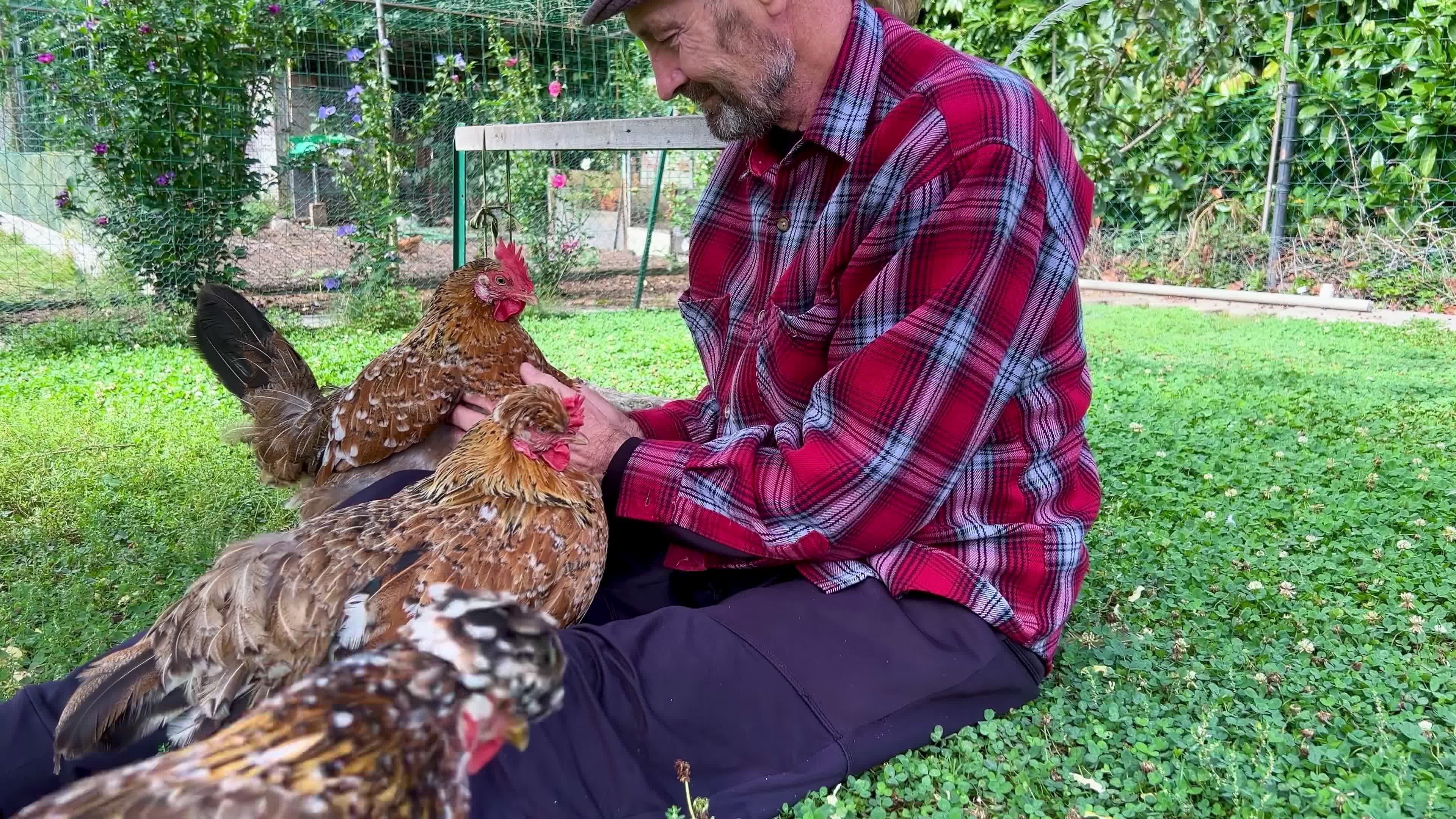 Poultry Farmer video