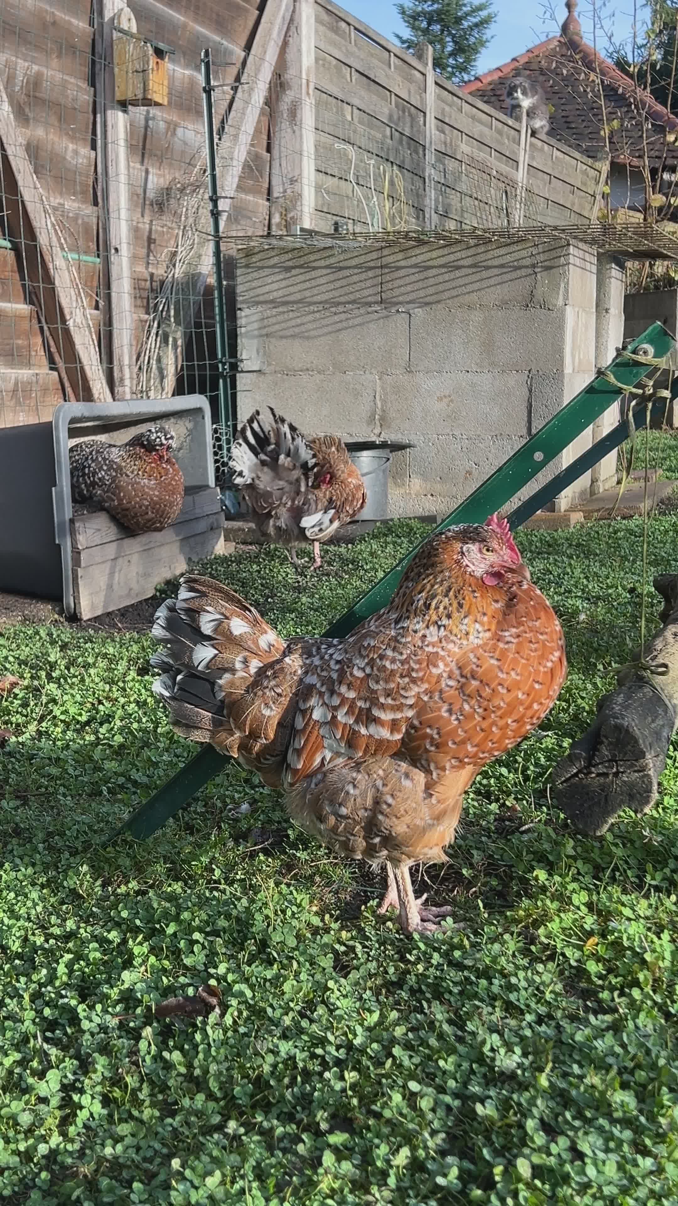 Chickens in Rustic Countryside Chicken Coop Free Stock Video Footage ...