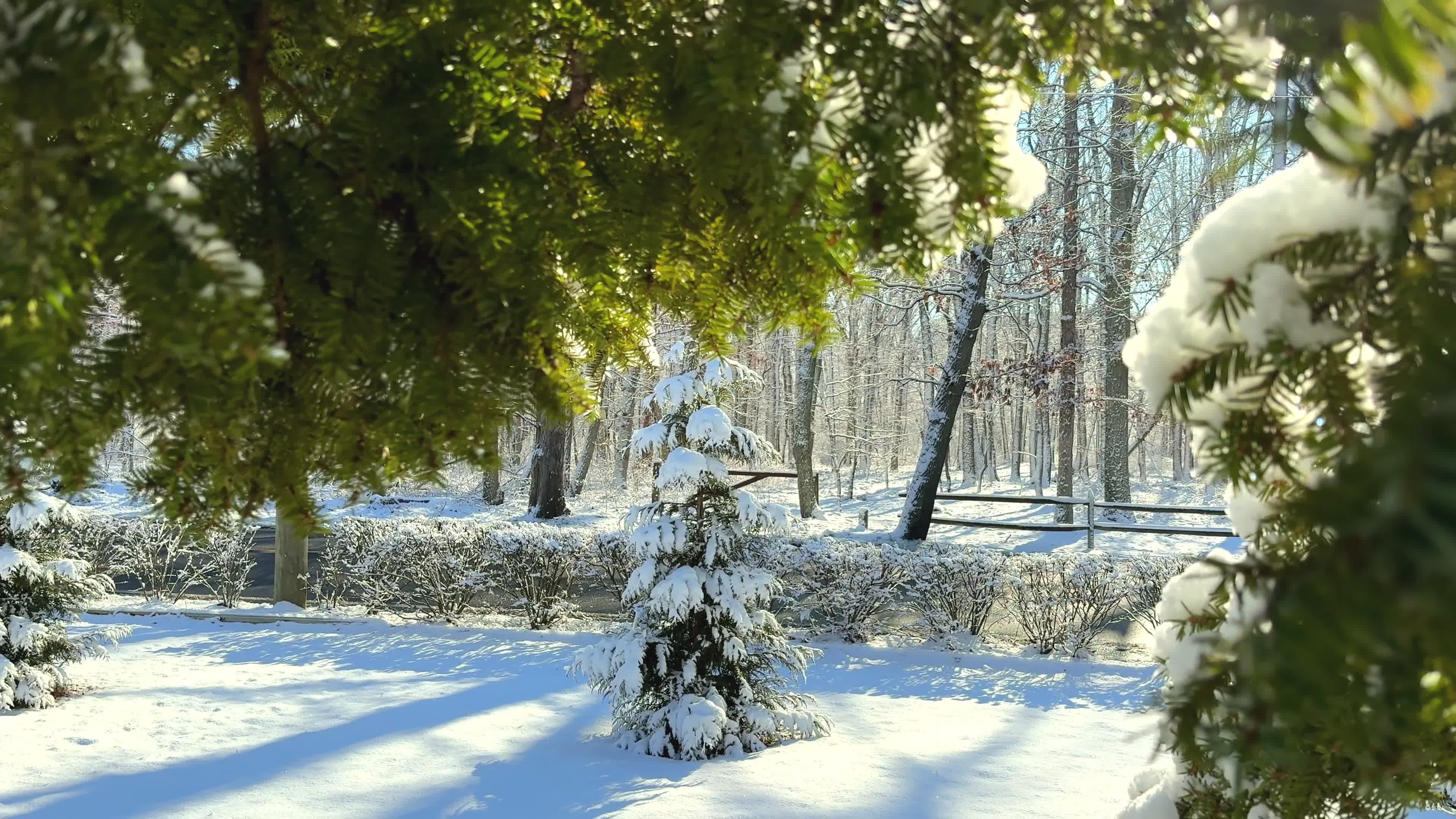Serene Snow-Covered Forest in Tranquil Winter Scene Free Stock Video ...