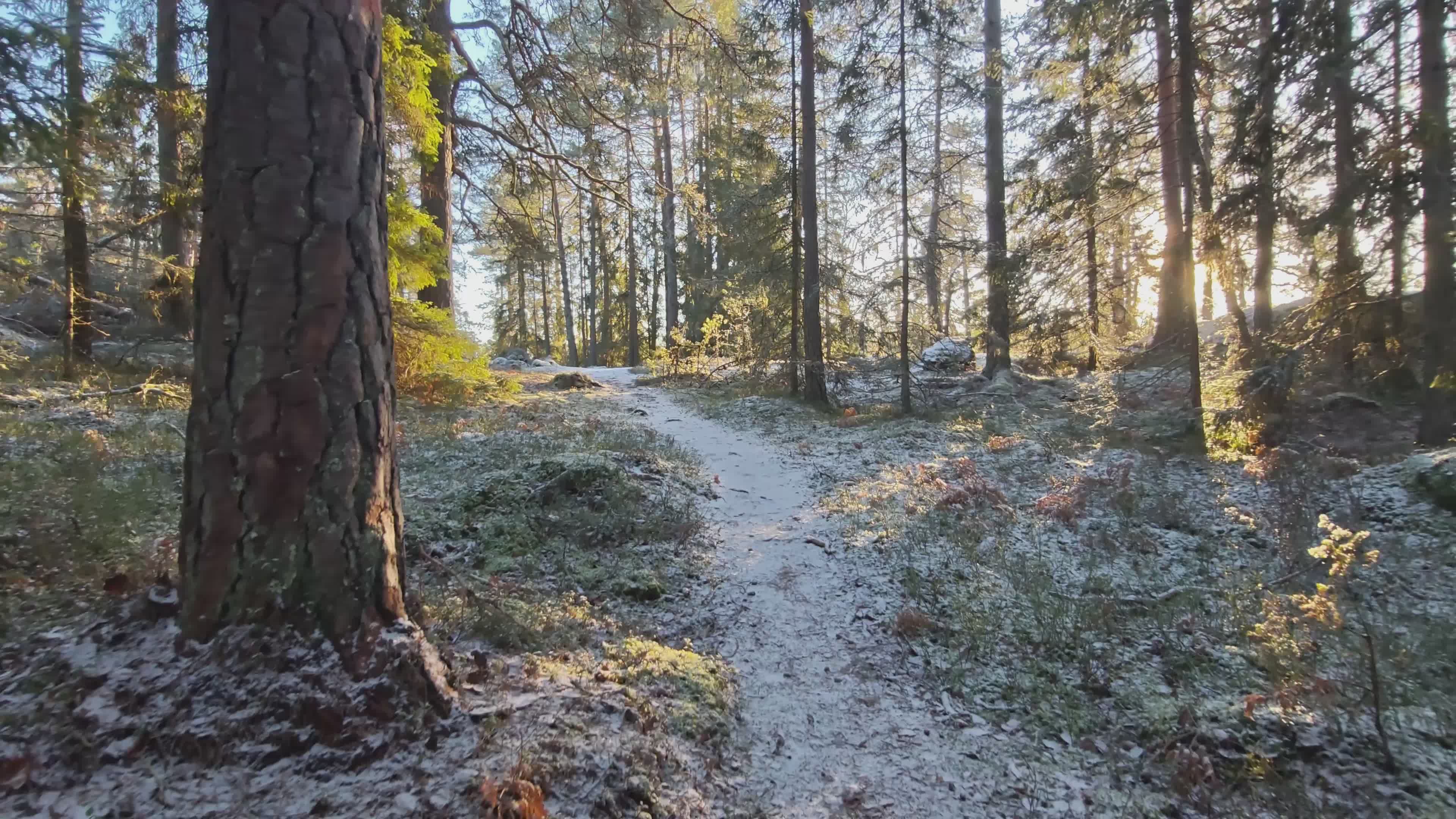Serene Winter Forest Pathway in Sweden Free Stock Video Footage ...