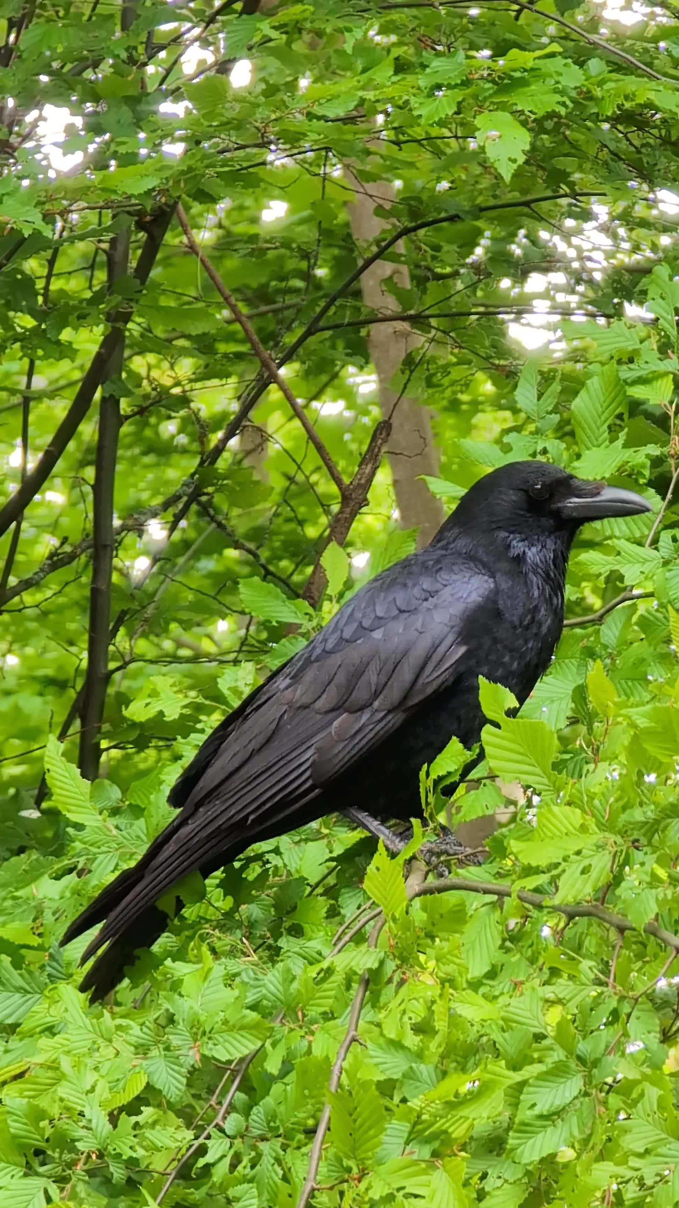 Majestic Raven Perched in Lush Forest Free Stock Video Footage, Royalty ...