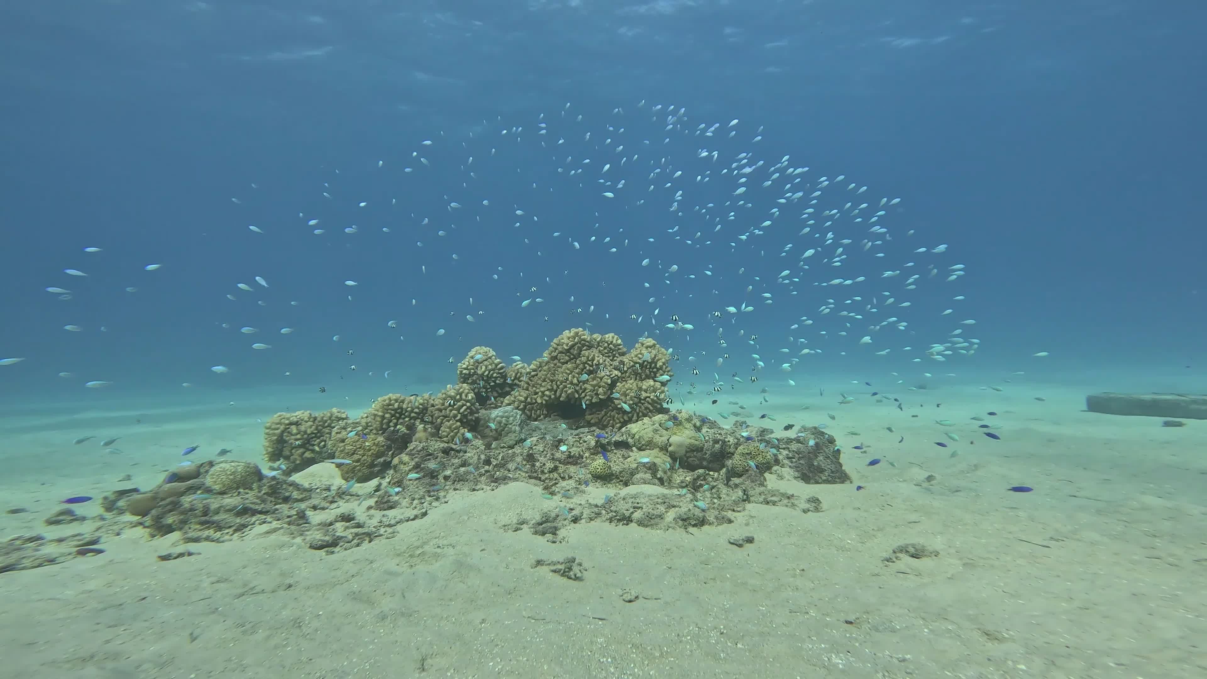 Vibrant Underwater Reef Ecosystem Exploration Free Stock Video Footage ...