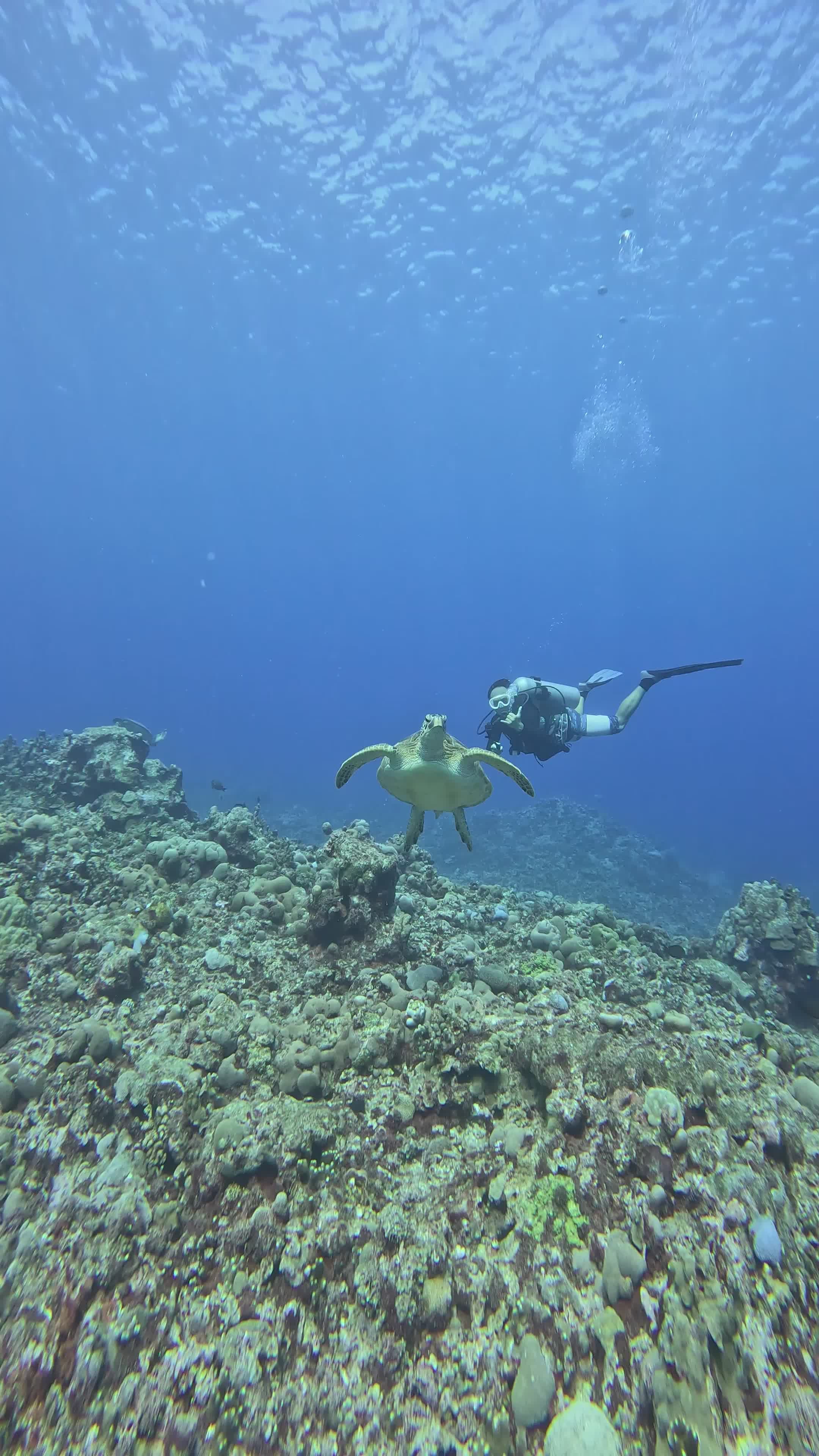 Scuba Diver Exploring Vibrant Coral Reefs Free Stock Video Footage ...
