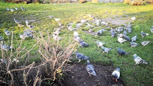 Pigeons On A Lot Of Grass Looking For Food
