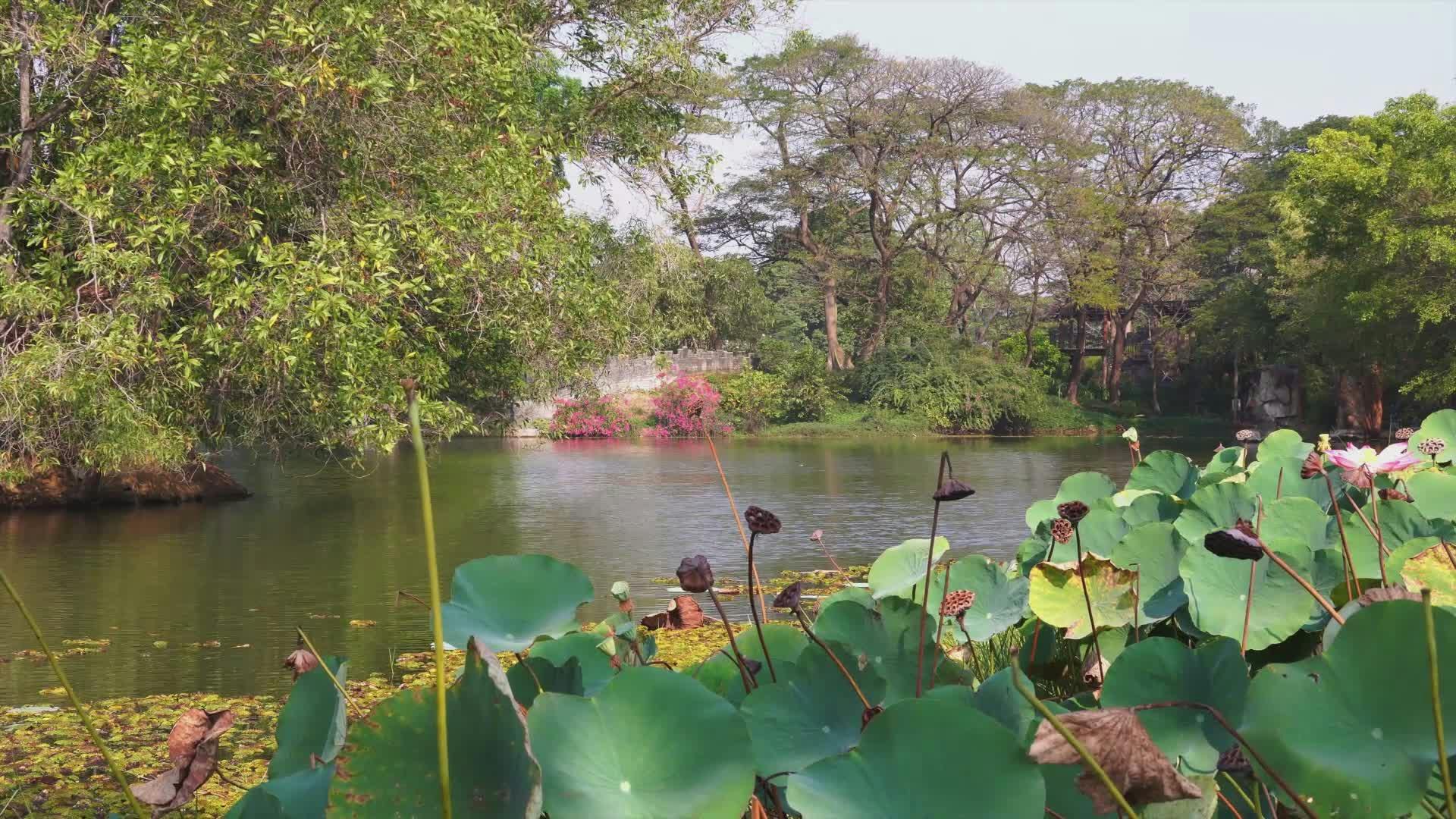 Video by NGUYỄN THÀNH NHƠN