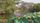 lotus pond