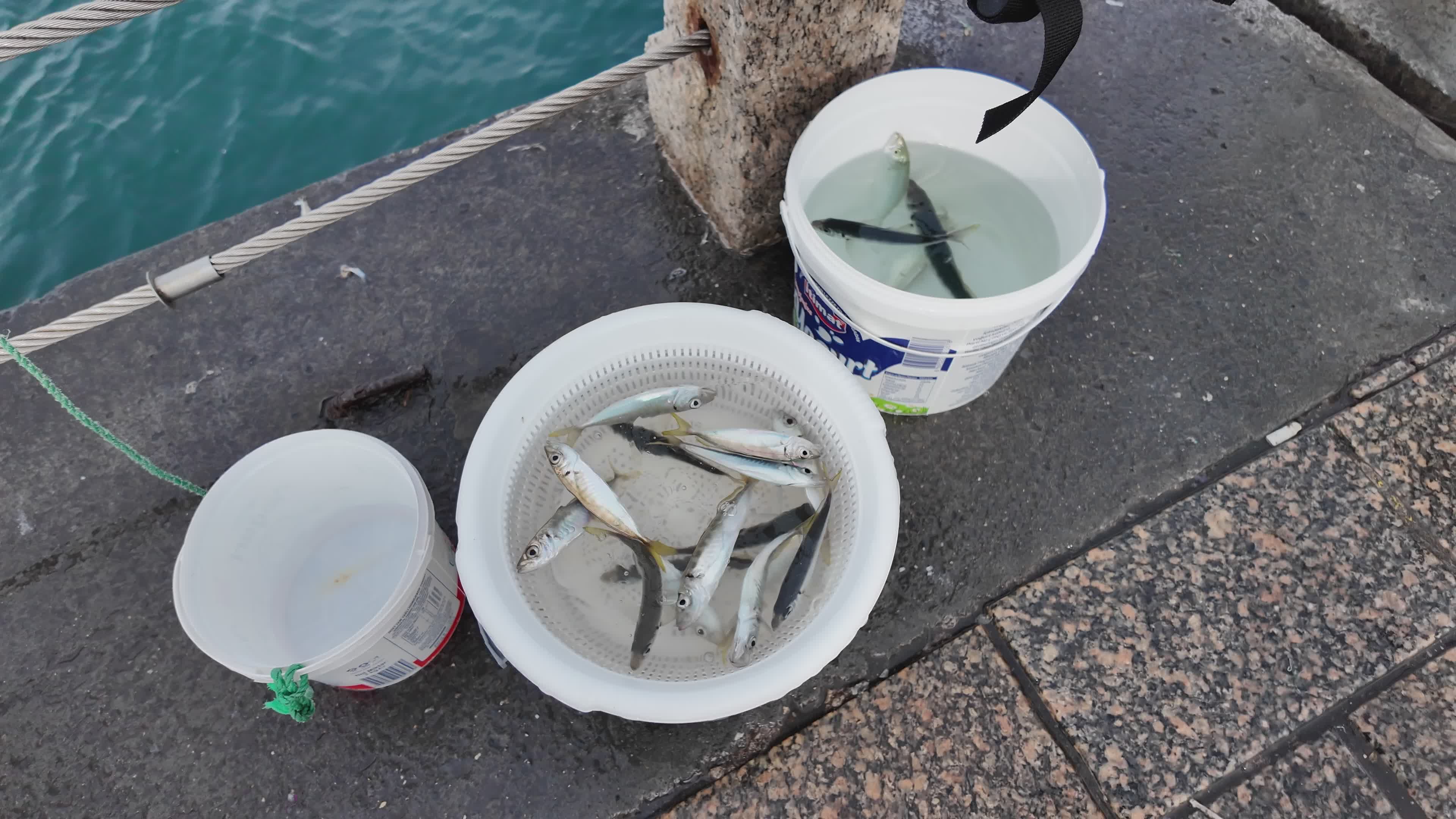 Fish in Buckets by the Waterfront Sidewalk Free Stock Video Footage ...
