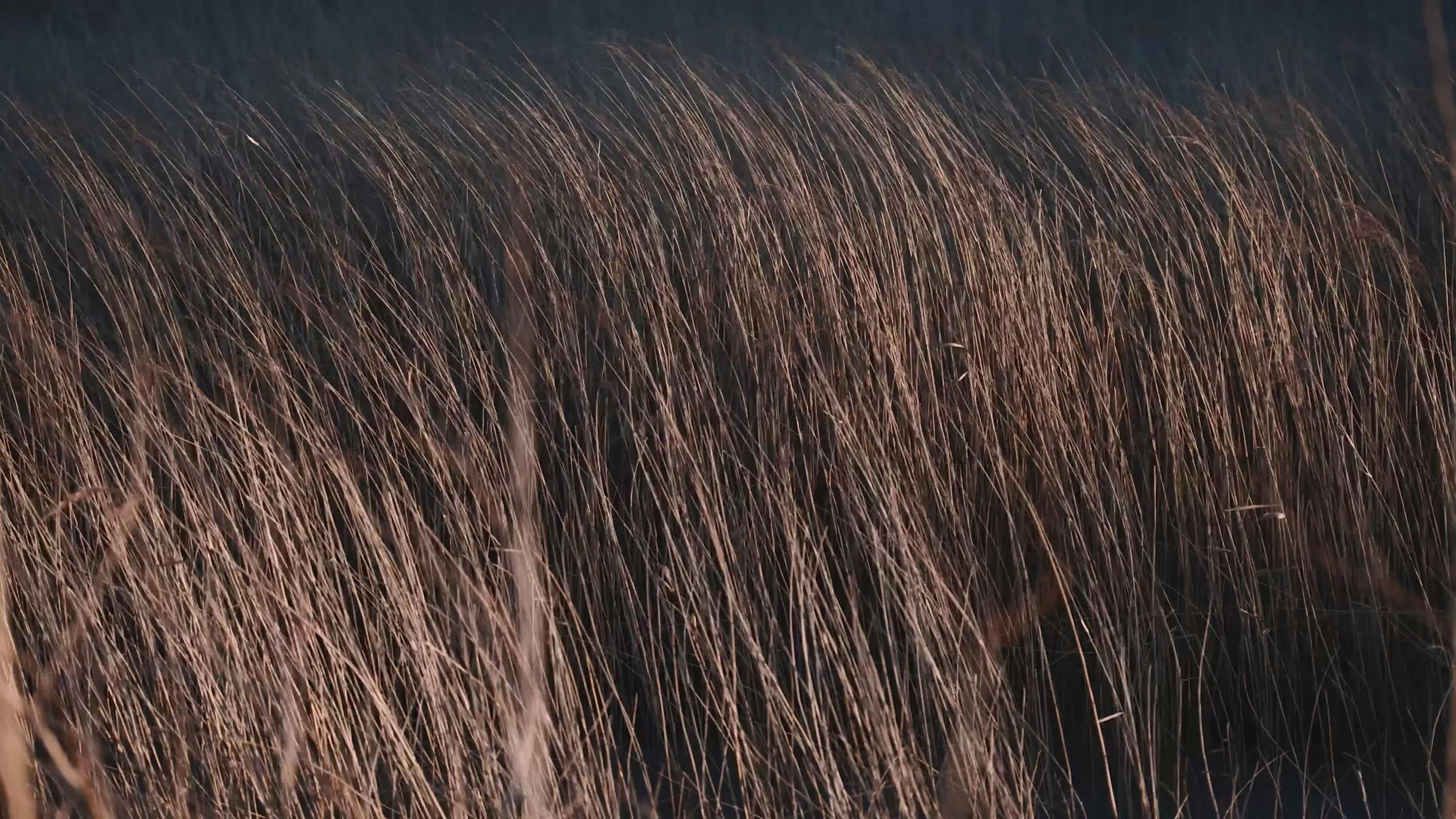 windy field of tall brown grass swaying 35781756