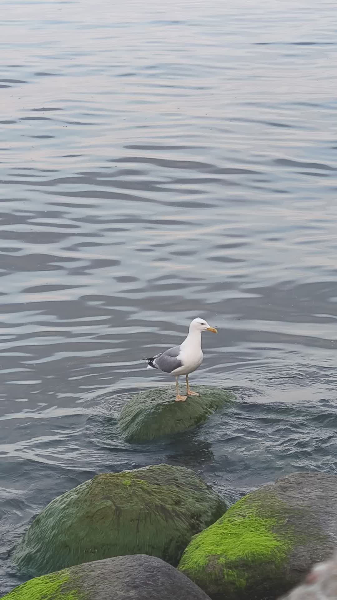 Seagull Perched on Rocks by Ocean at Daytime Free Stock Video Footage ...