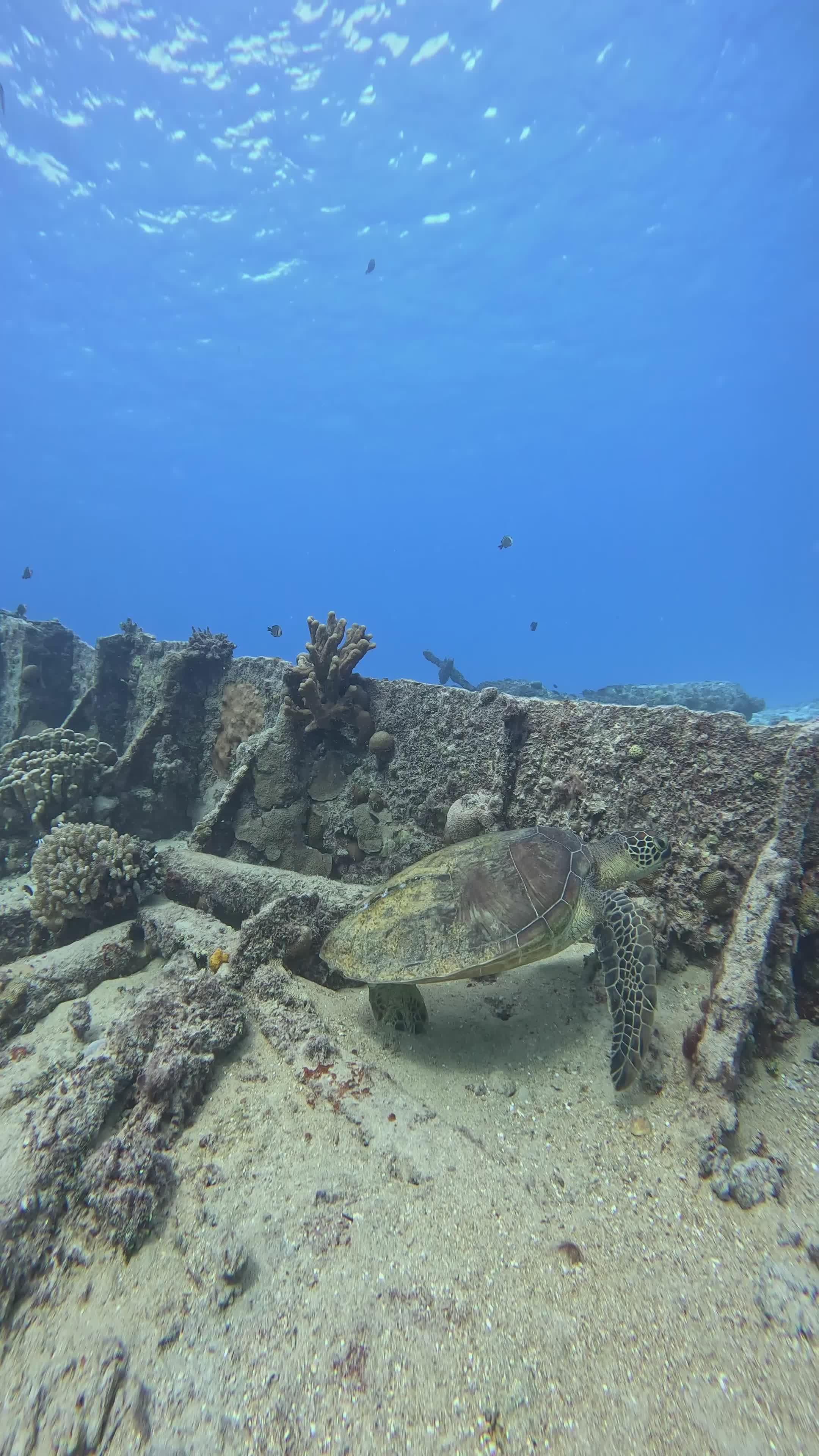 Serene Underwater Wreck with Sea Turtle Free Stock Video Footage ...