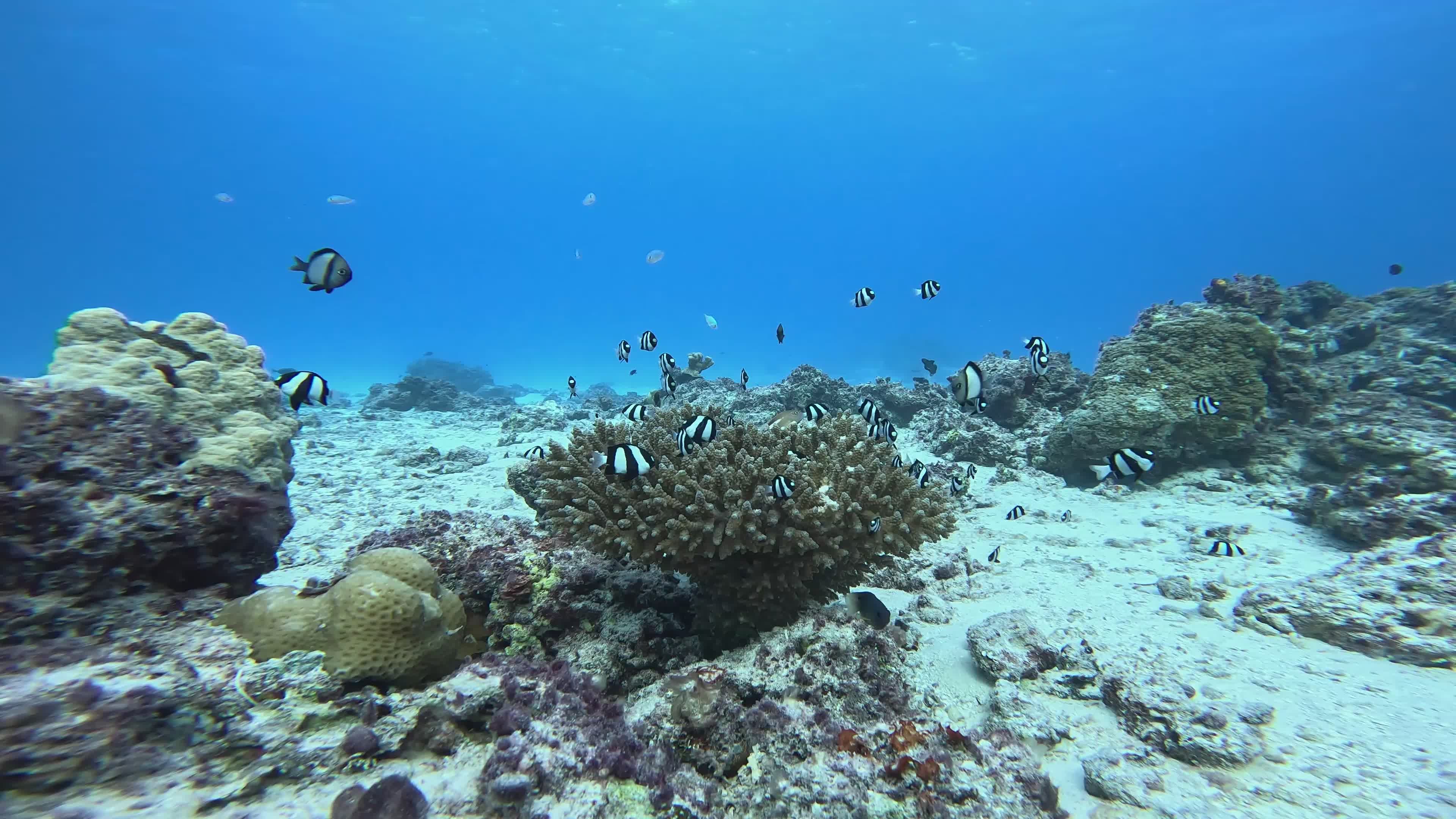 Vibrant Coral Reef Fish in Clear Blue Waters Free Stock Video Footage ...