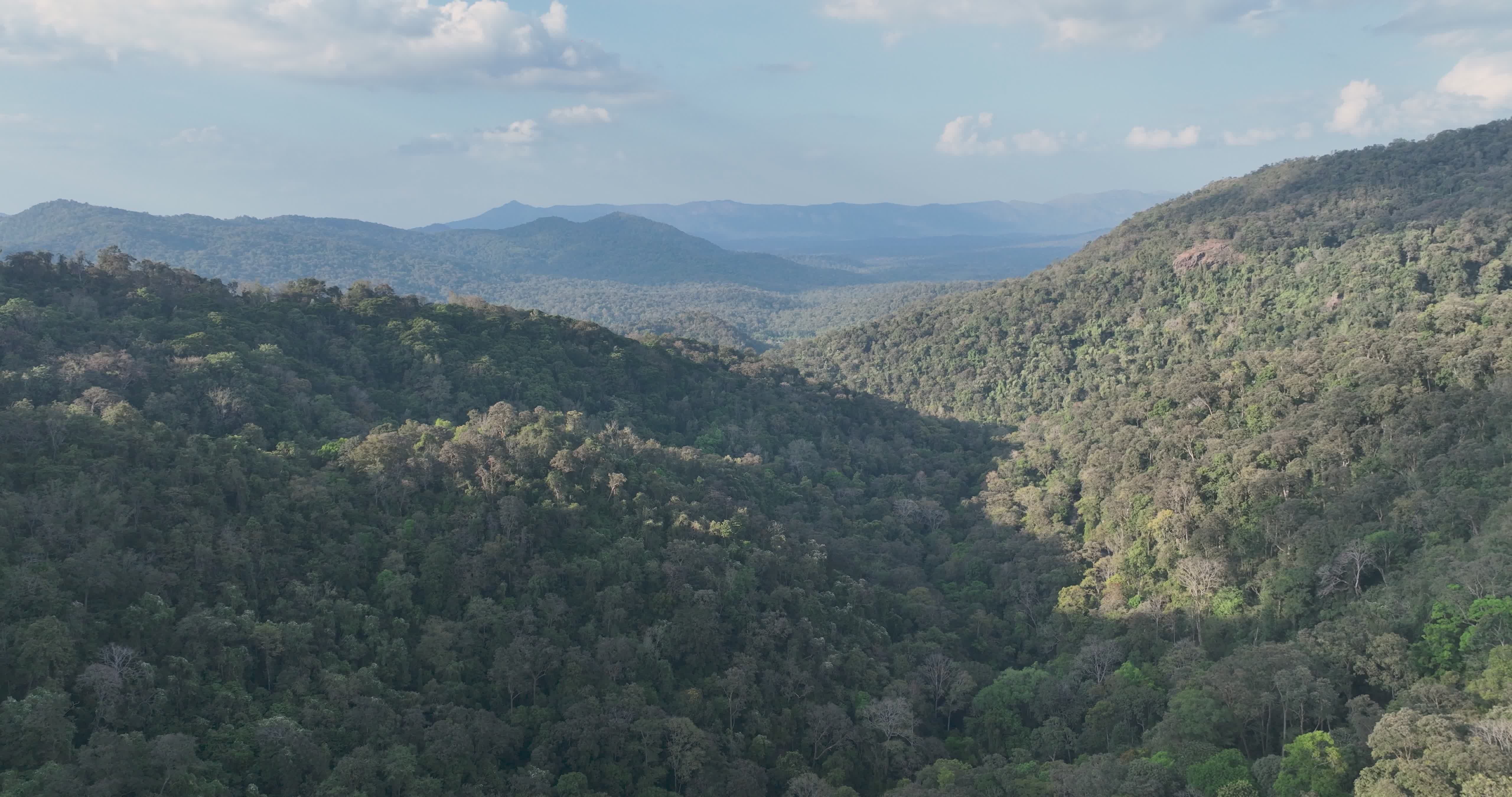 breathtaking aerial view of verdant forest valley 35795014