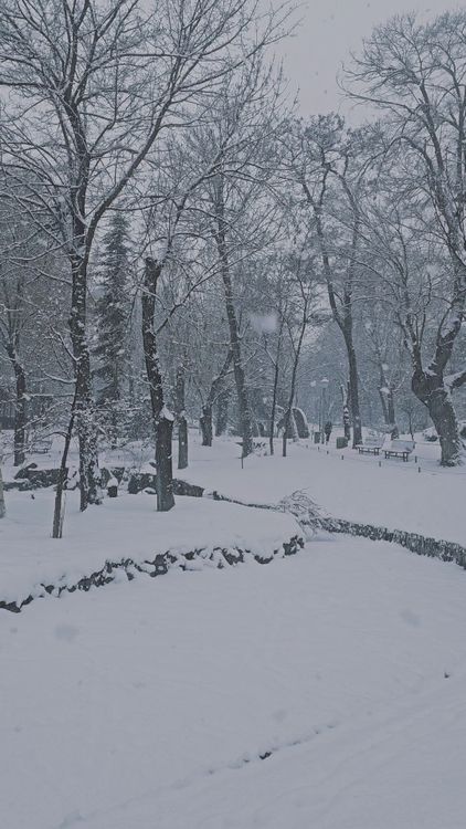 Serene Snowy Forest in Winter Wonderland Free Stock Video Footage ...