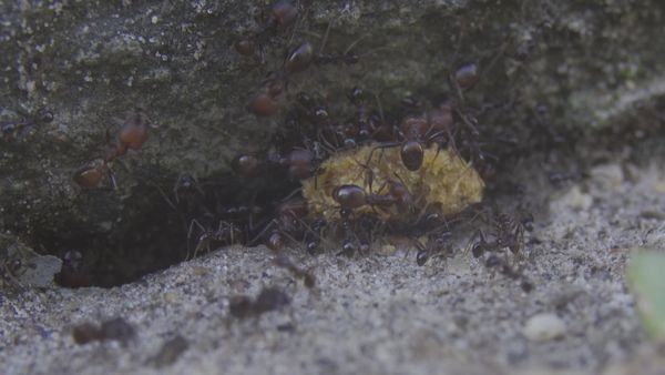 Close up of Ants Free Stock Video Footage, Royalty-Free 4K & HD Video Clip