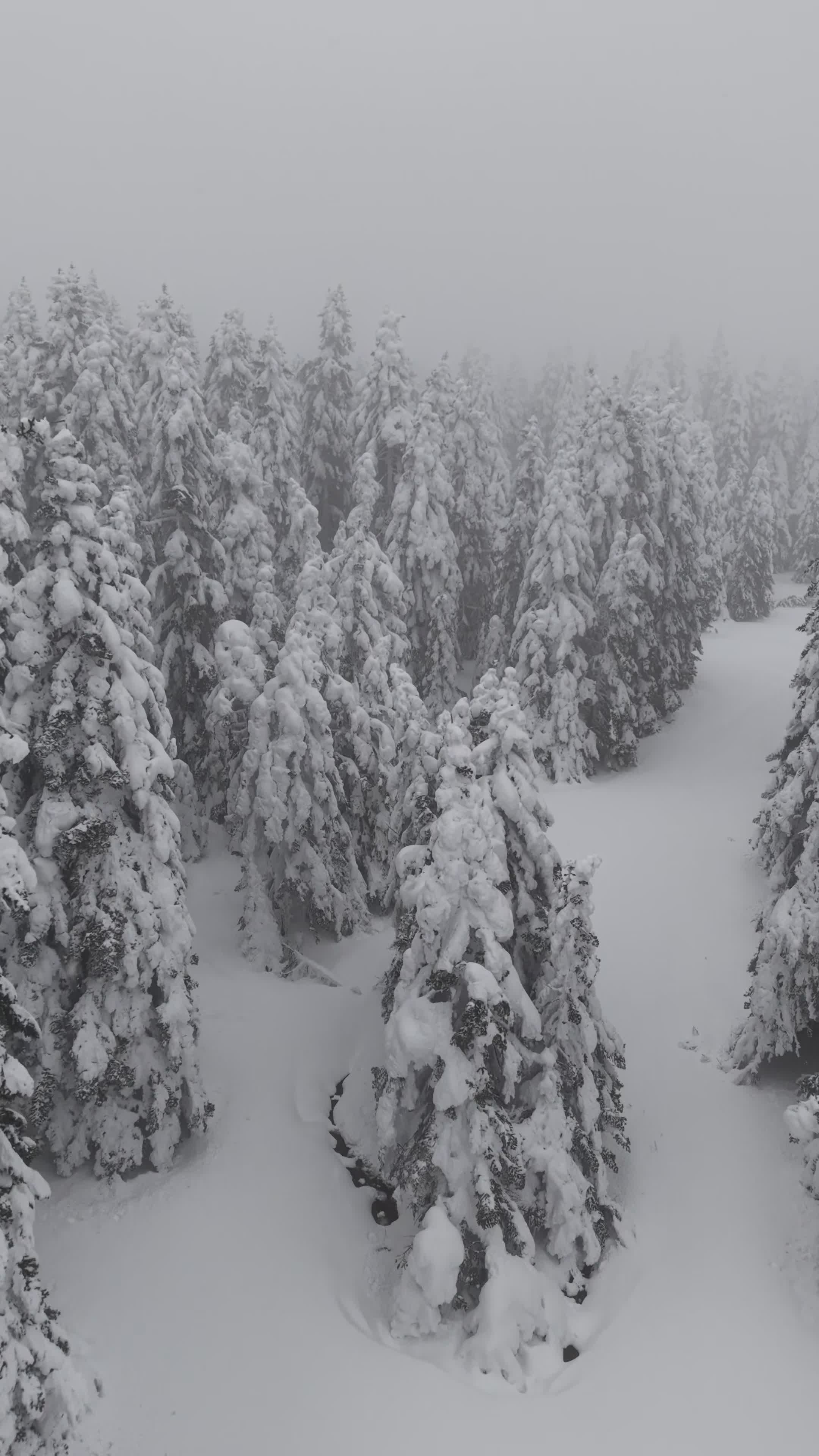 Scenic Winter Drone Footage of Snowy Forest Free Stock Video Footage ...