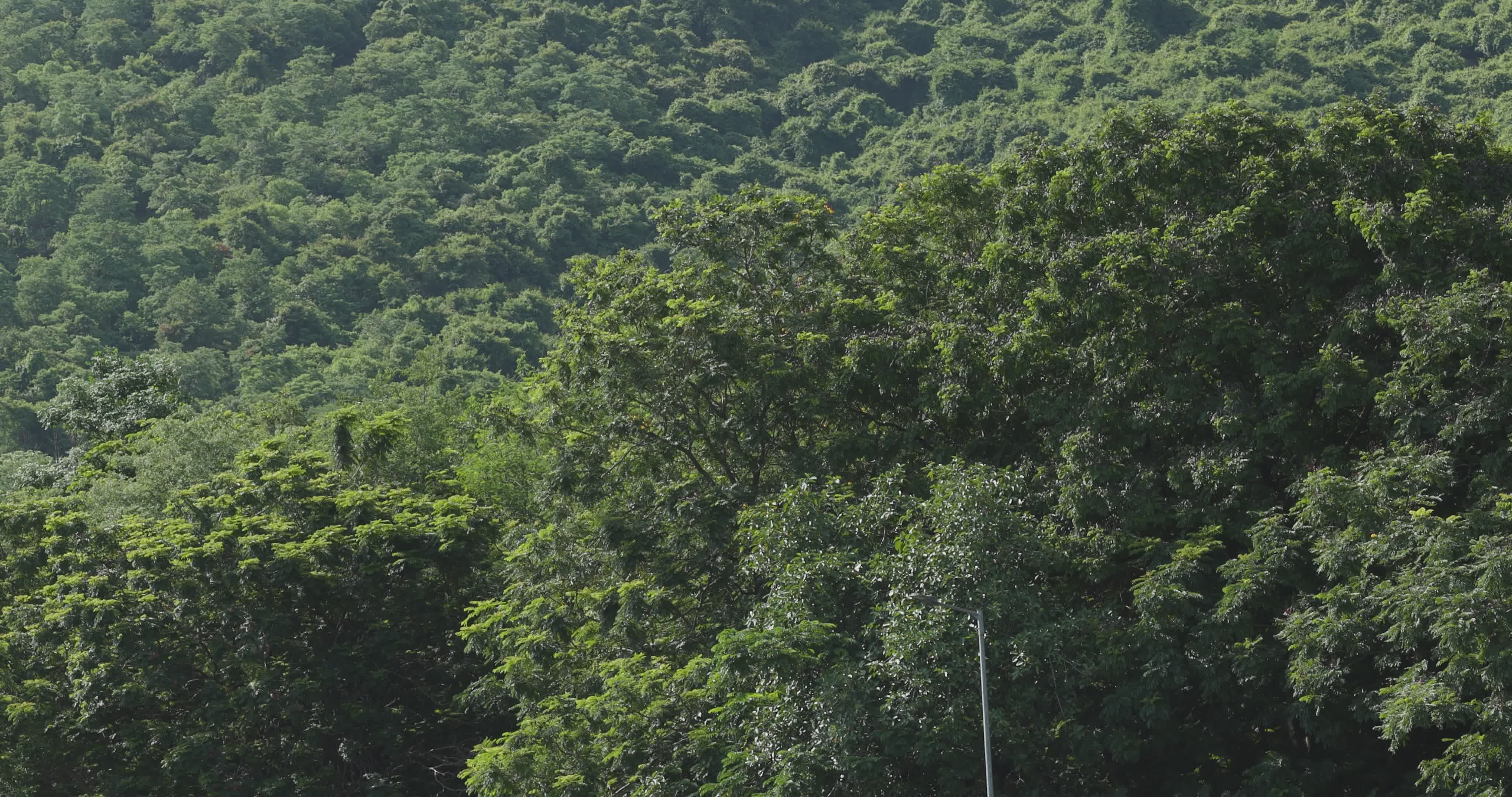 Lush Forest and Mountain Scenery Free Stock Video Footage, Royalty-Free ...