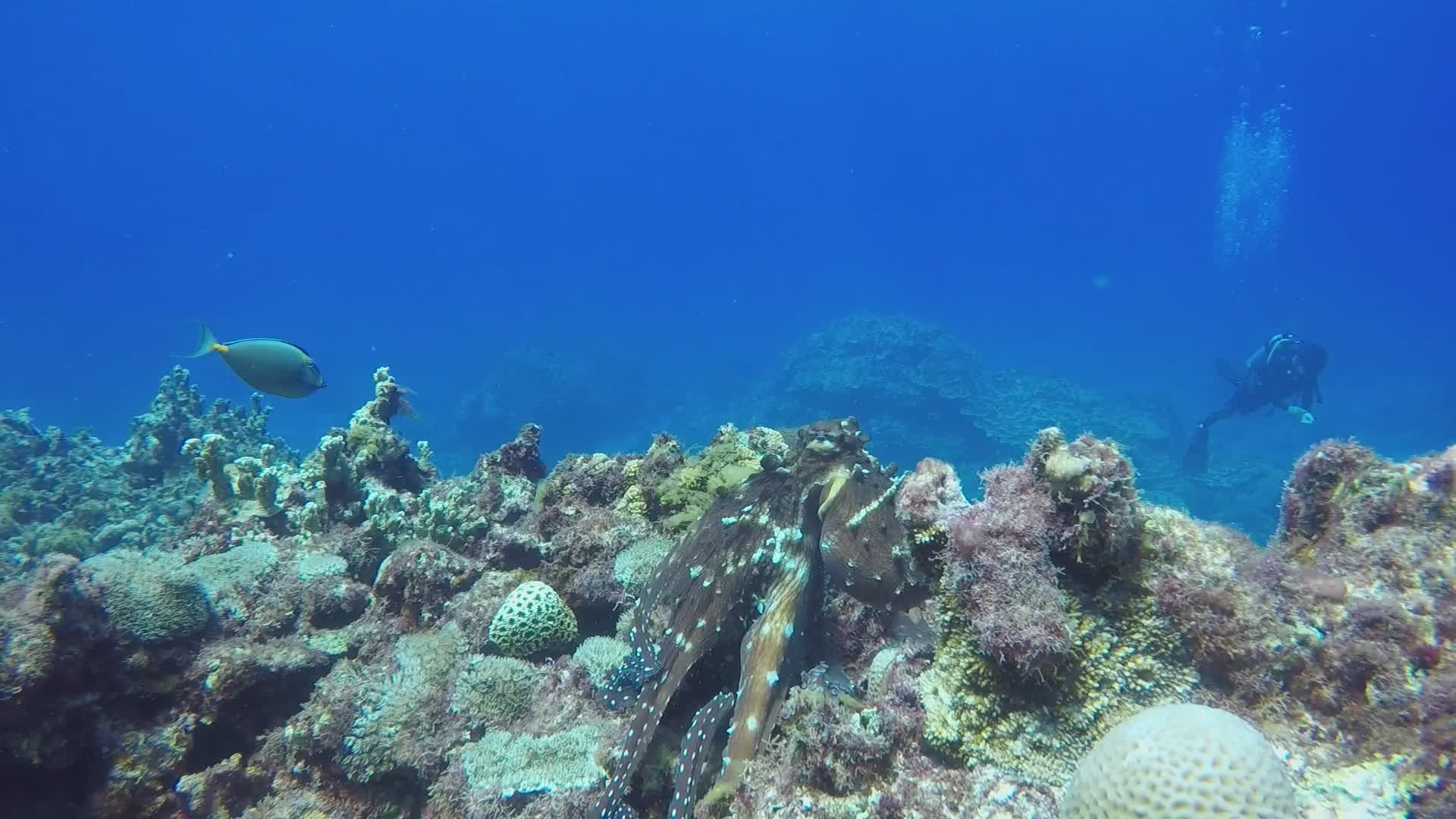 Scuba Diver Exploring Vibrant Coral Reefs Free Stock Video Footage ...