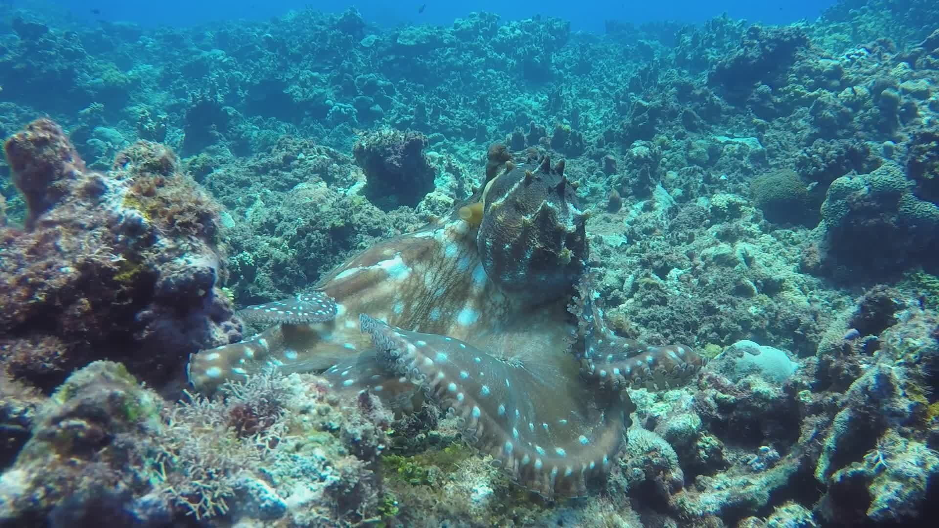 Underwater Adventure with Camouflaged Octopus Free Stock Video Footage ...