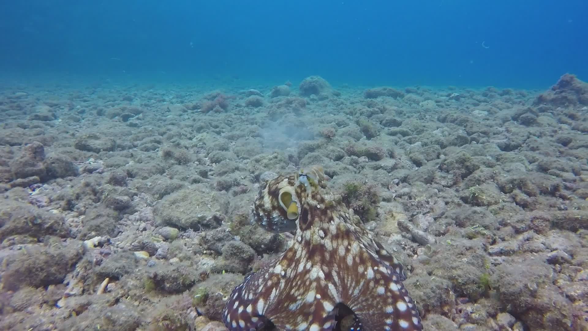 Octopus Exploring Coral Reef Underwater Free Stock Video Footage ...