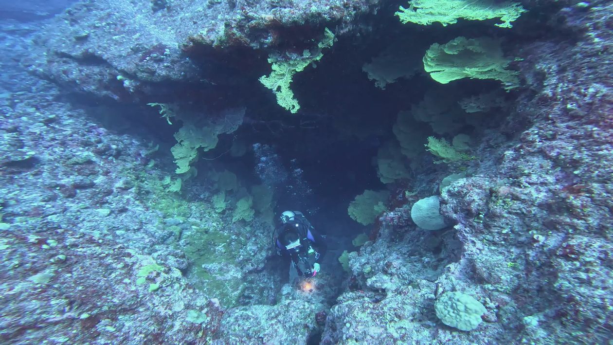 Scuba Diver Exploring Coral Reef Underwater Free Stock Video Footage ...